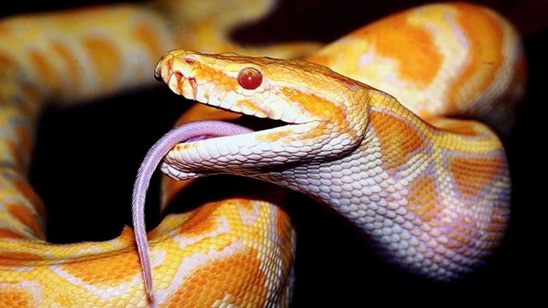 Snake In Golden Colour Free Hd Walpaper For Desktop