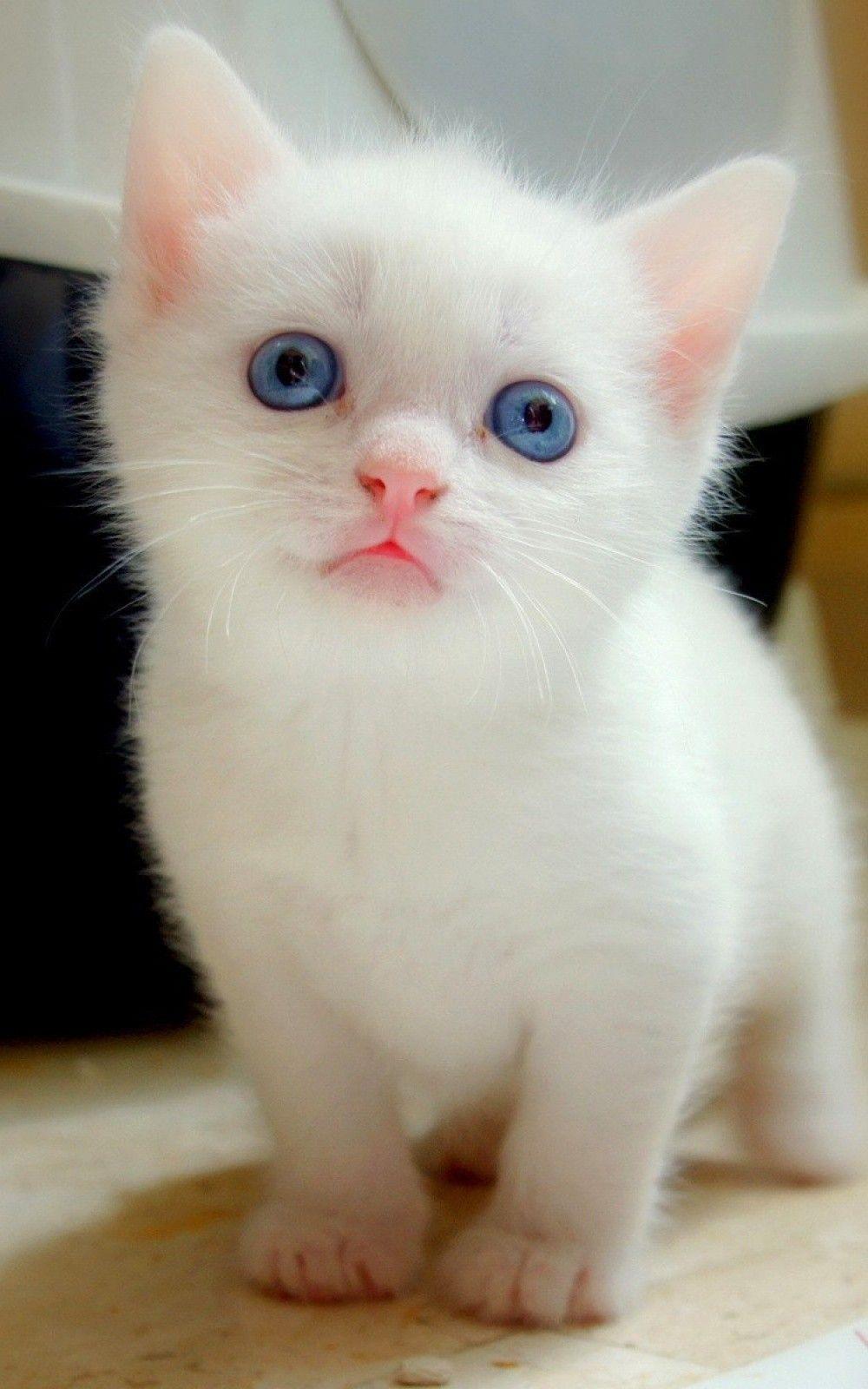 Blue Closeup Eyes Kitten 스톡 사진 로열티 프리RF 이미지 및 벡터. HD