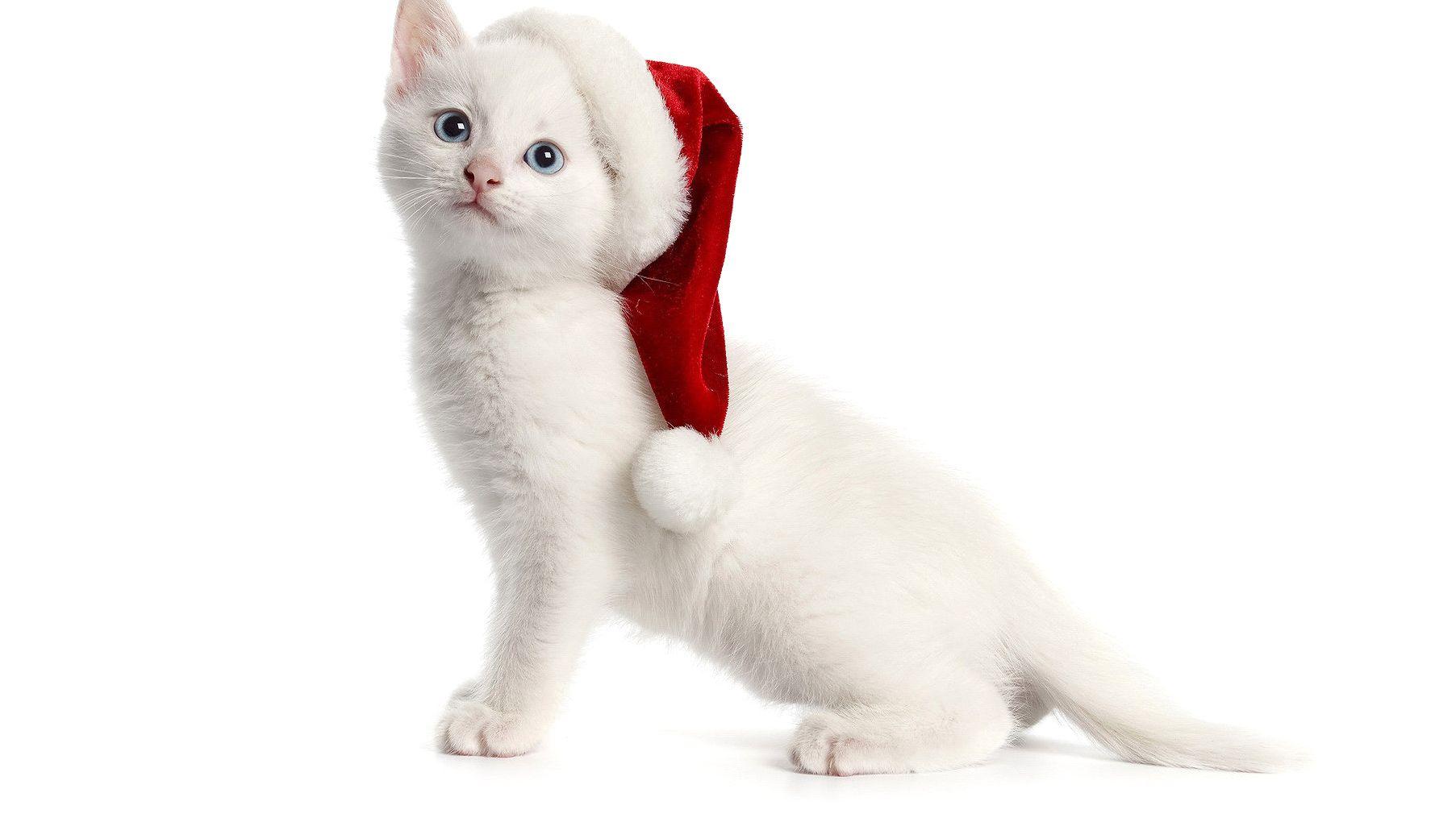 White, Santa, Cat, HD Cat Wallpaper, Kittens, Puffy Cats