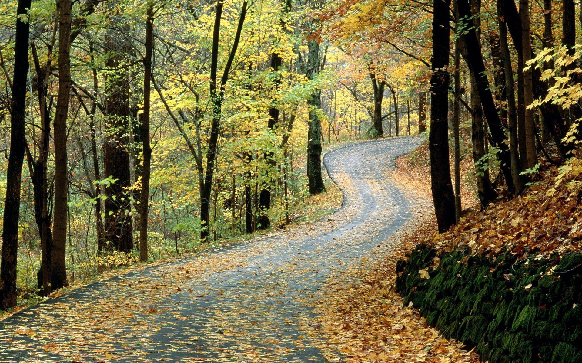 Background Road Nature HD Alluring With Tablet Wallpaper Full Pics