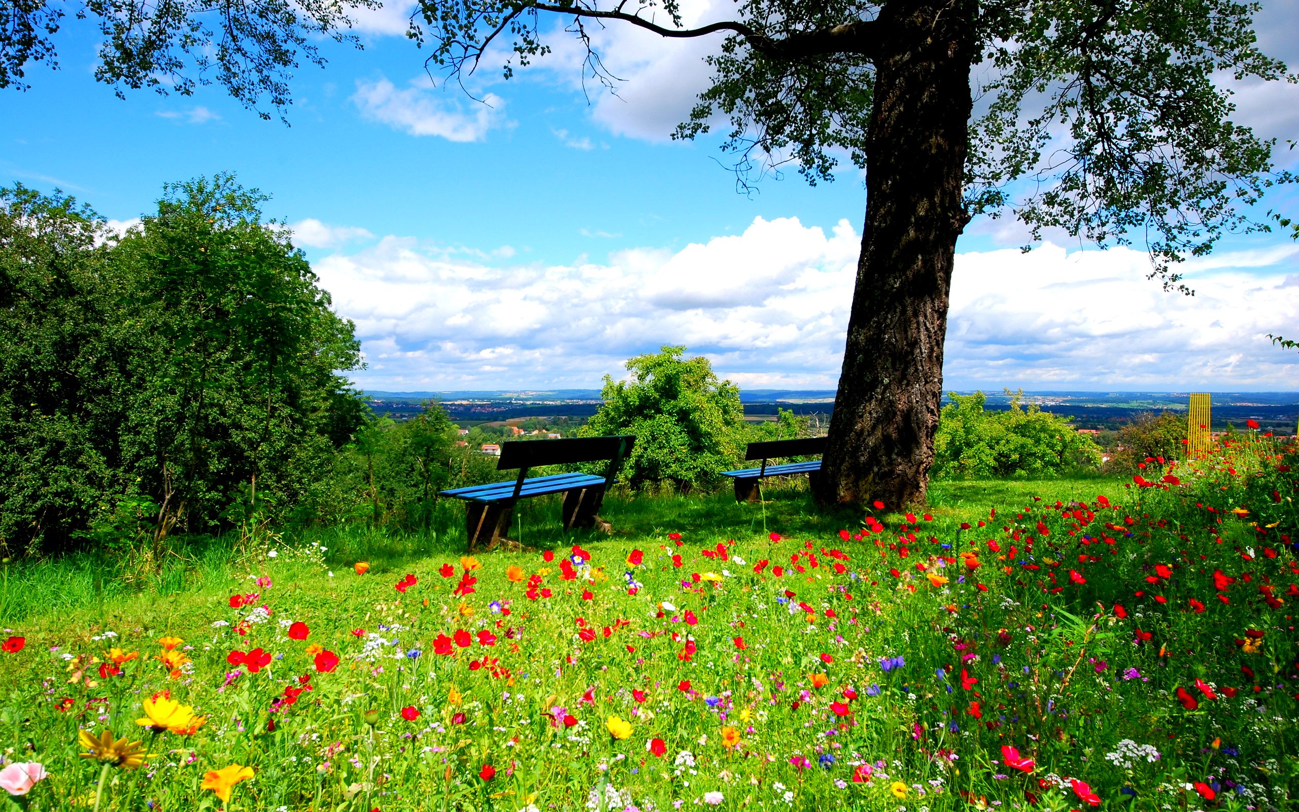 Nature Beautiful Meadow Background 2560x1600 ⇒ HD Background