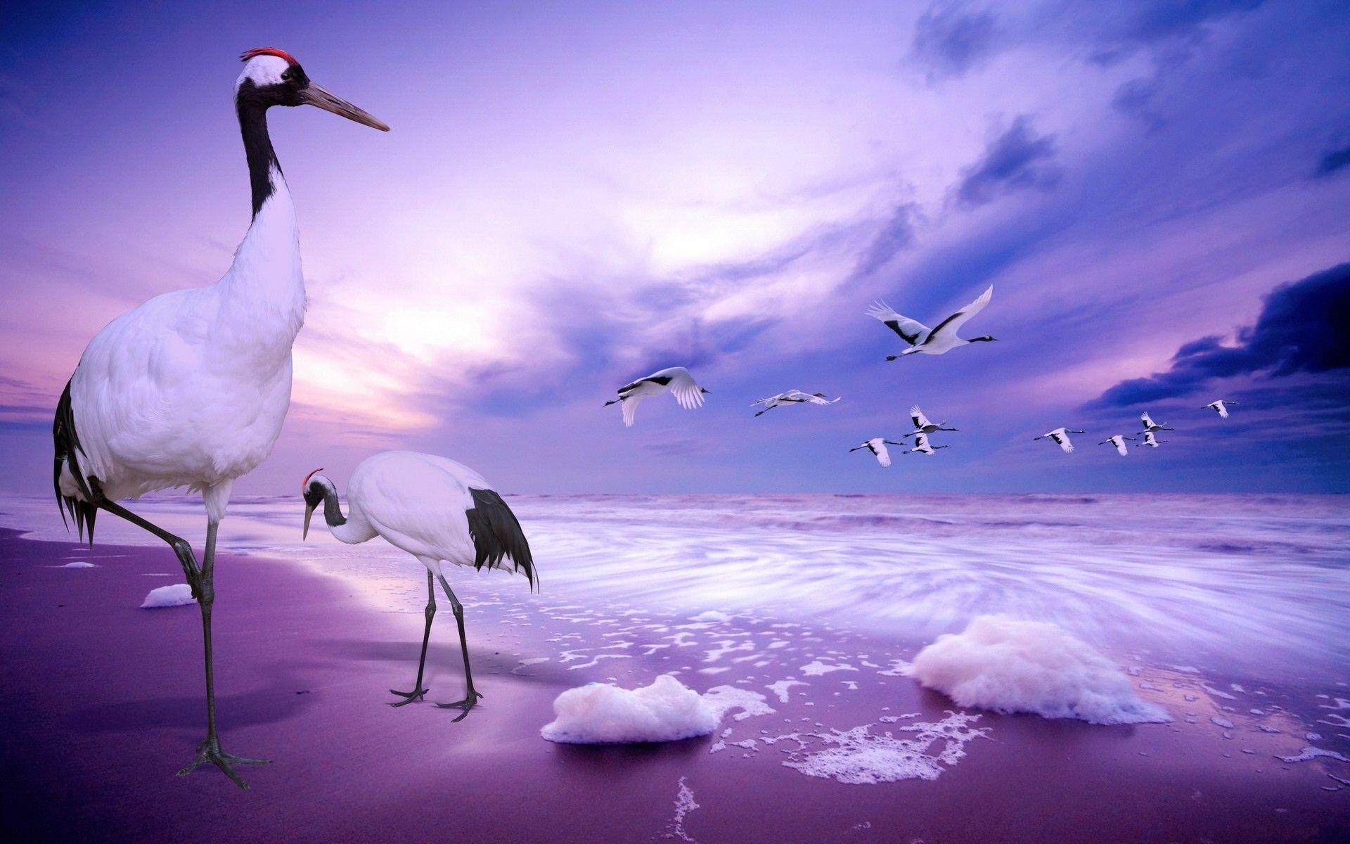 Beach Animals Fresh New HD Wallpaper