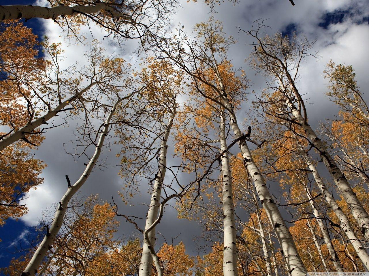 Unbelievable Fall Birch HD Desktop Wallpaper For Ultra Tv Image Of