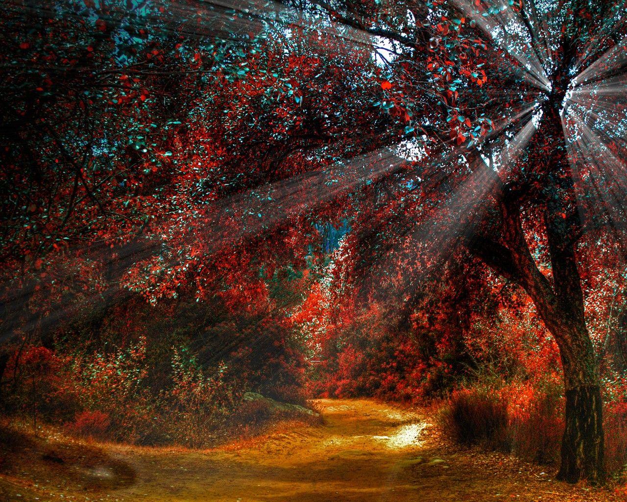 Forest Waldweg Splendor Trees Sun Autumn Shine Color Romantic Place