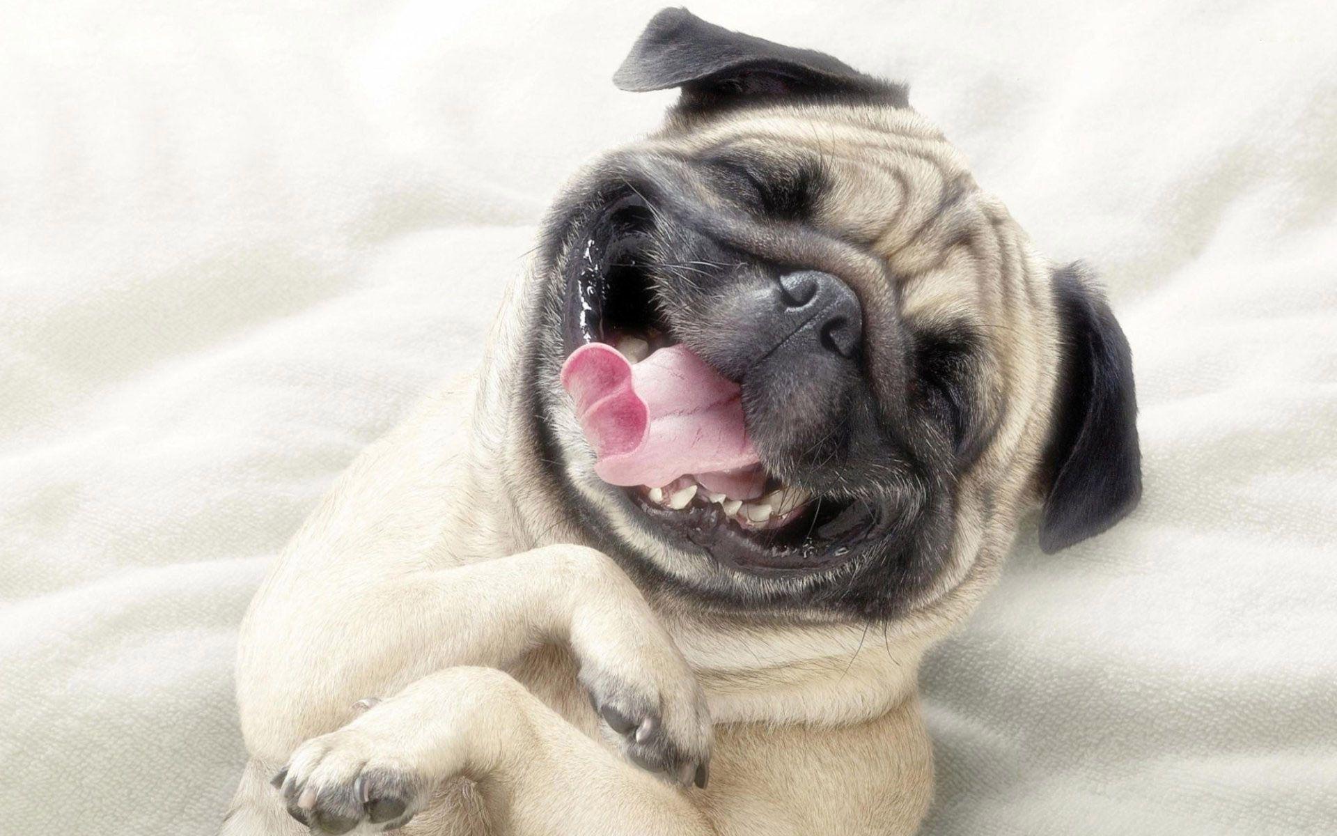 Smiling Pug Wallpaper