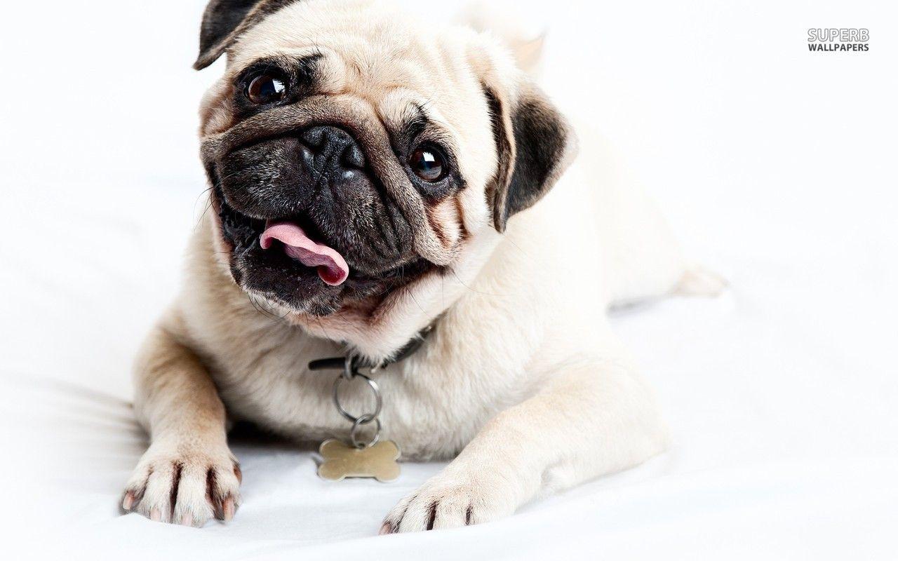 Pug Wallpaper Images – Browse 6,413 Stock Photos, Vectors, and Video |  Adobe Stock