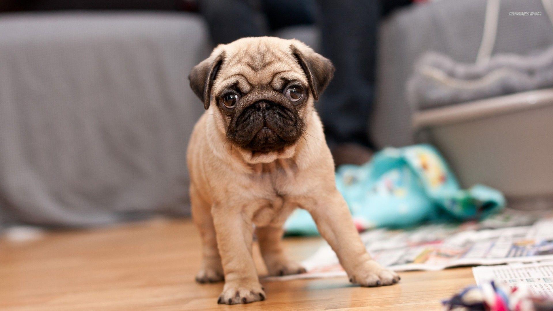 Very Cute Pug Puppy Picture And Photo