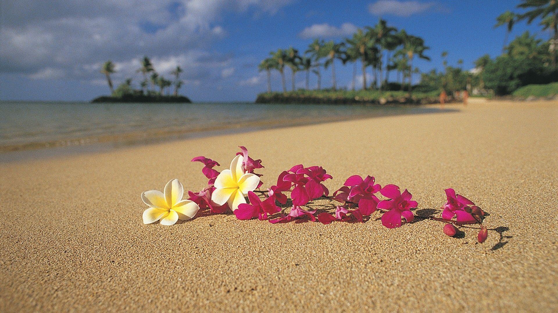 Beach Sand Flowers Hawaii Palm Trees Oahu Pink Plumeria Wallpaper