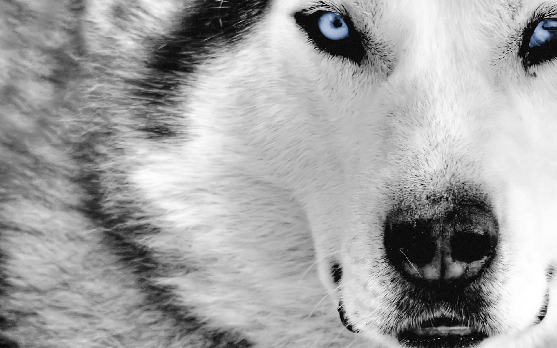 Wolf Close Up Face Background