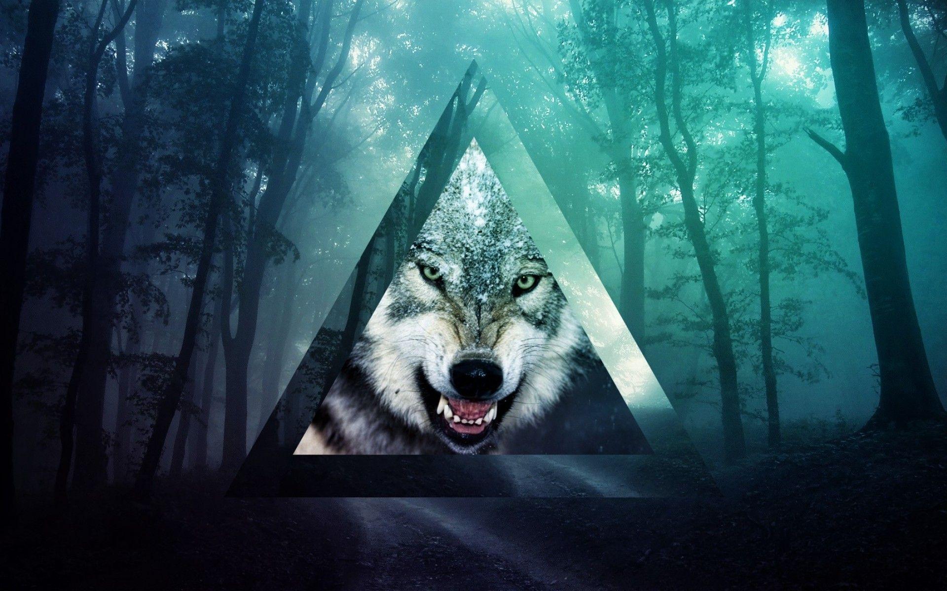cool Wolf. Wilki. Photo background image, Background