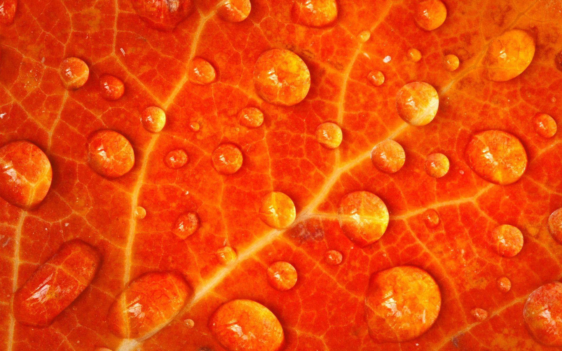 HD Orange Wallpaper