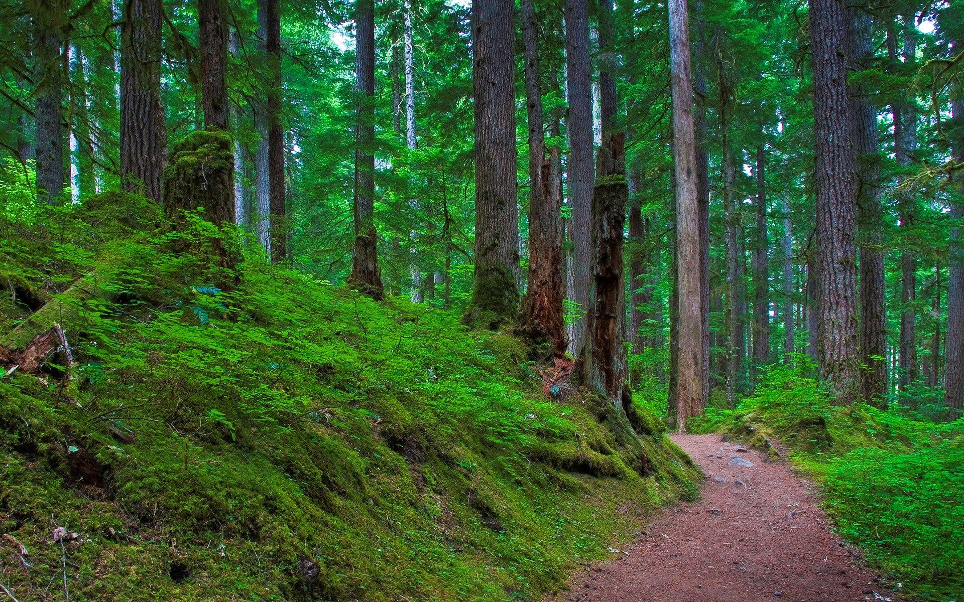 computer wallpaper desktop background HD nature image 1920x1200