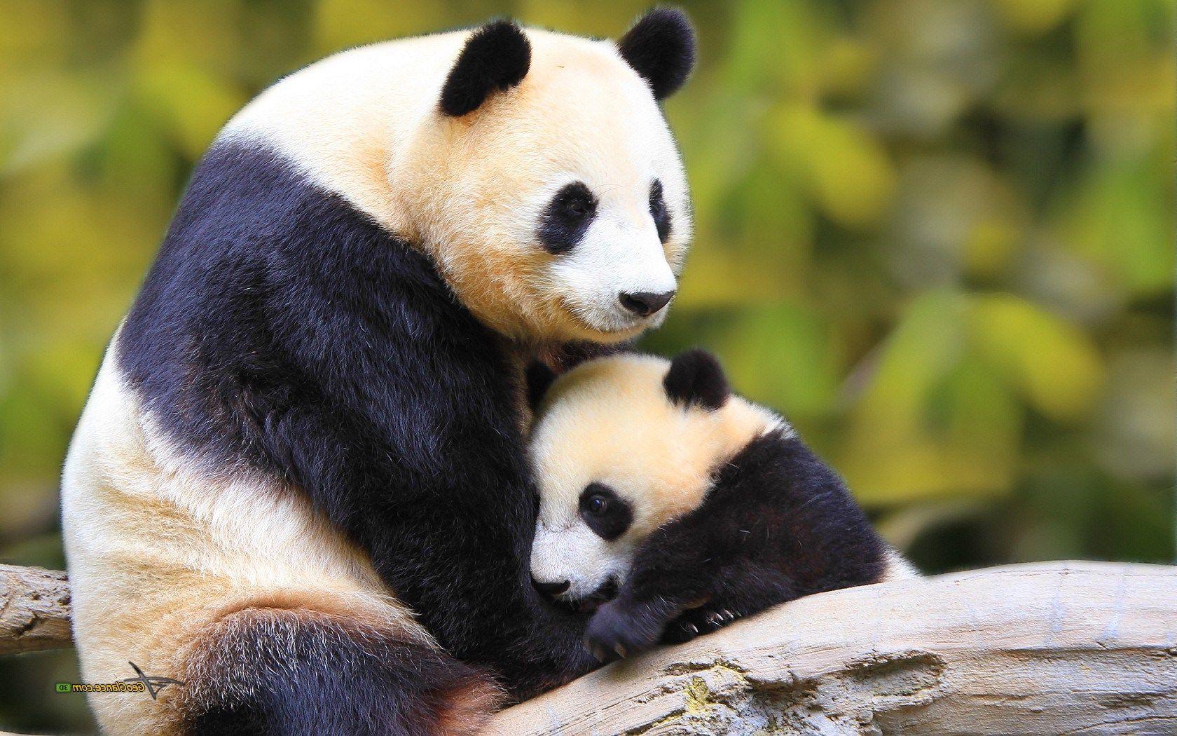 cute baby panda wallpaper HD Wallpaper