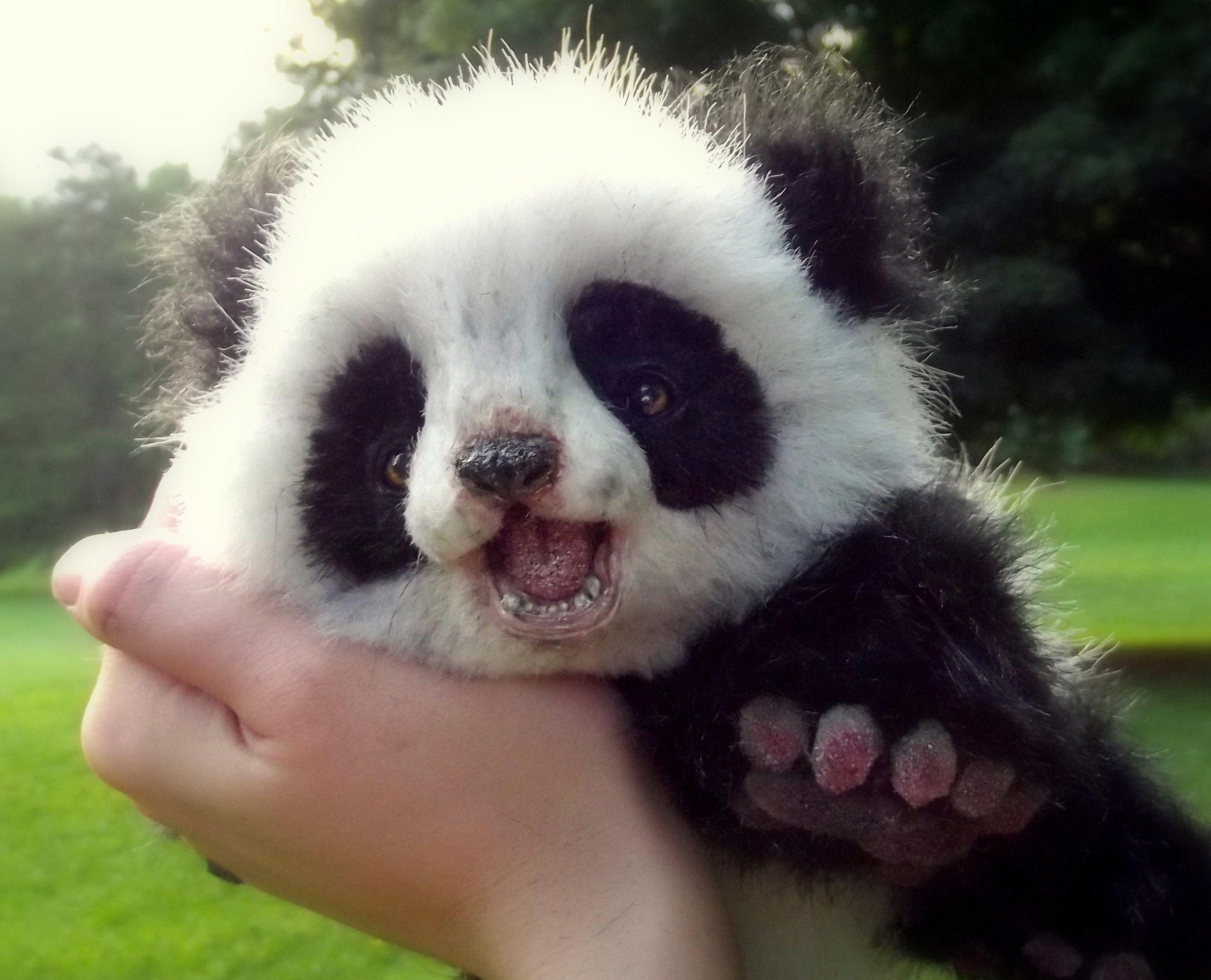 Cute Panda Picture