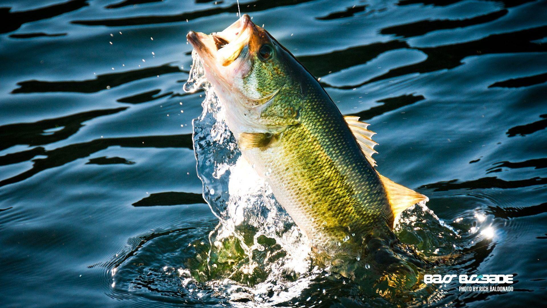  Bass  Fishing Wallpapers  For Android  Wallpaper  Cave