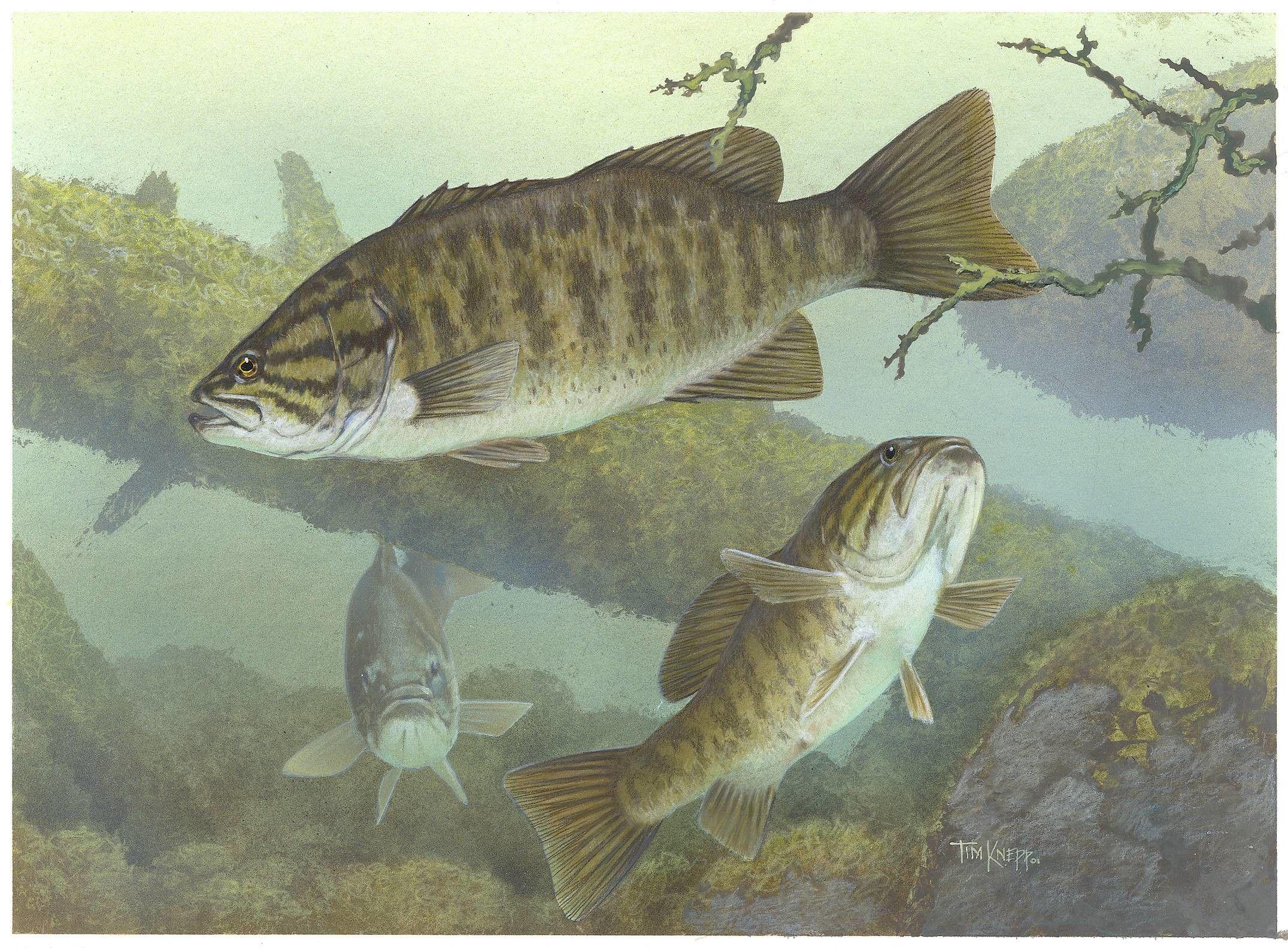 Smallmouth Bass Wallpaper