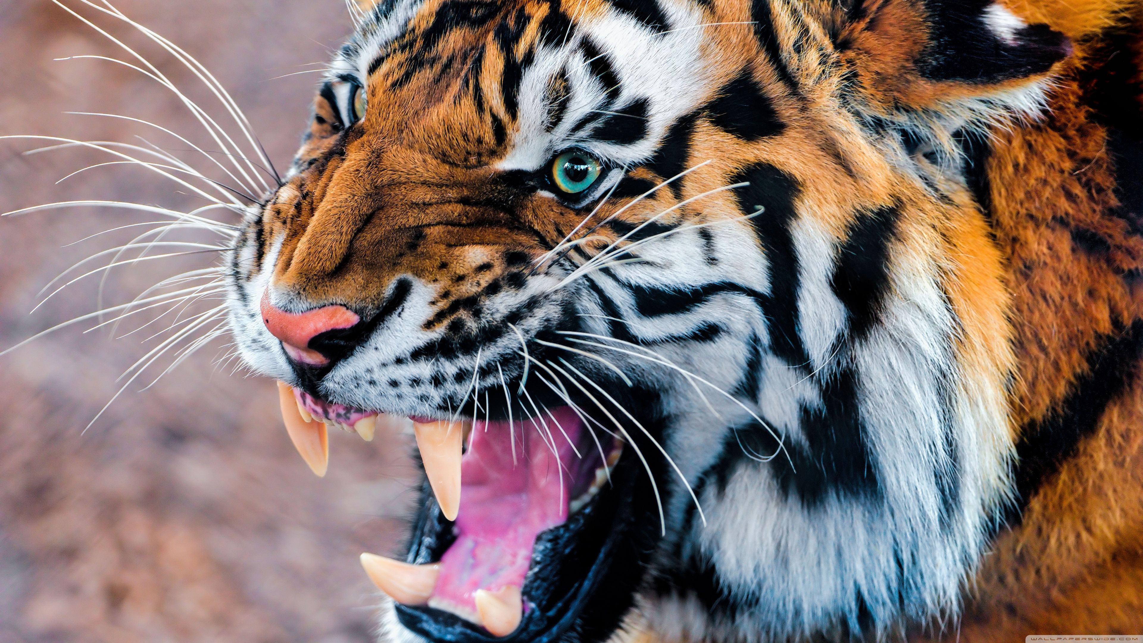 Snarling Tiger ❤ 4K HD Desktop Wallpaper for 4K Ultra HD TV • Wide