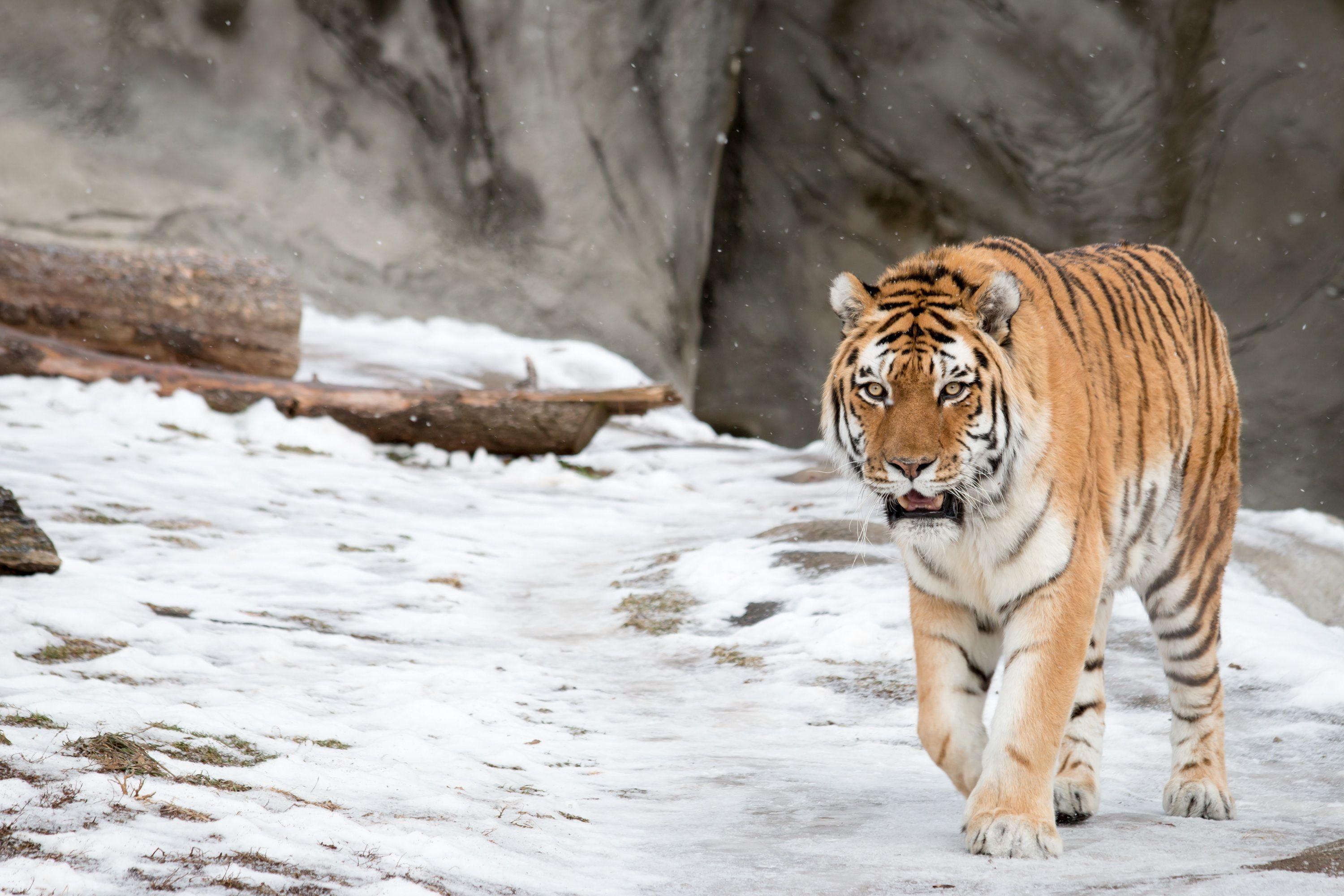 Wallpaper Siberian Tiger, Amur Tiger, HD, Animals