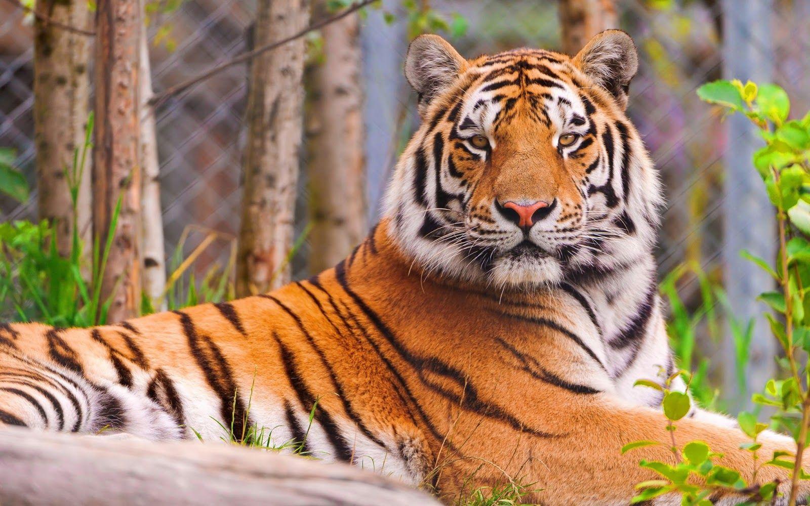 Animals & Birds Tiger Widescreen HD wallpaper Desktop, Phone