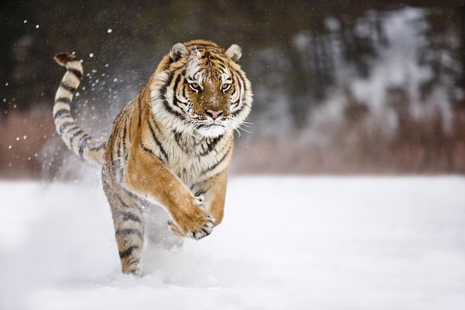 Tiger Running Wallpaper