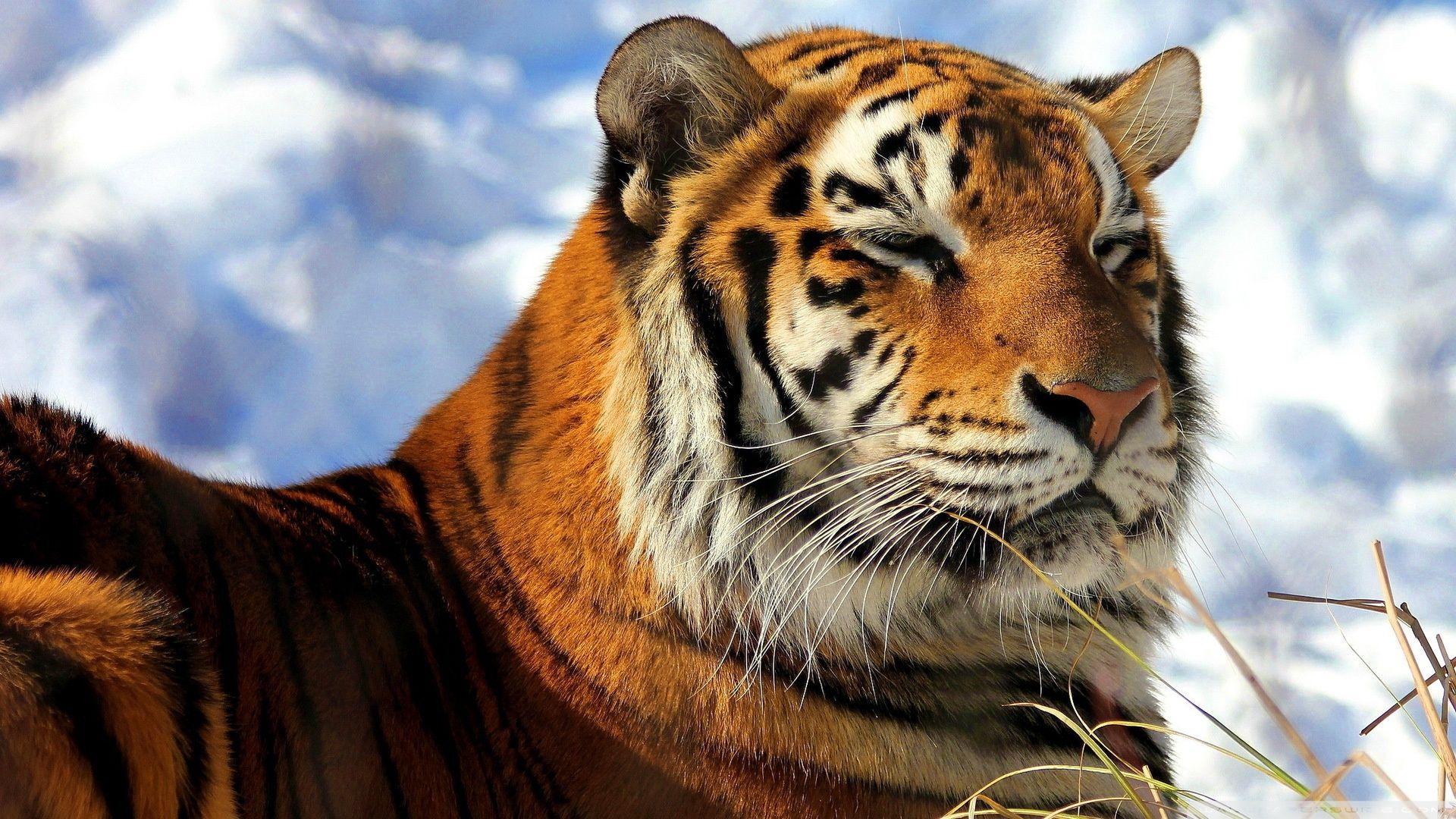 Sleepy Amur Tiger ❤ 4K HD Desktop Wallpaper for 4K Ultra HD TV