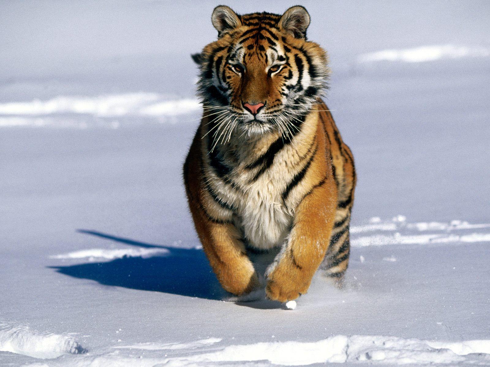 Amur tiger wallpaper