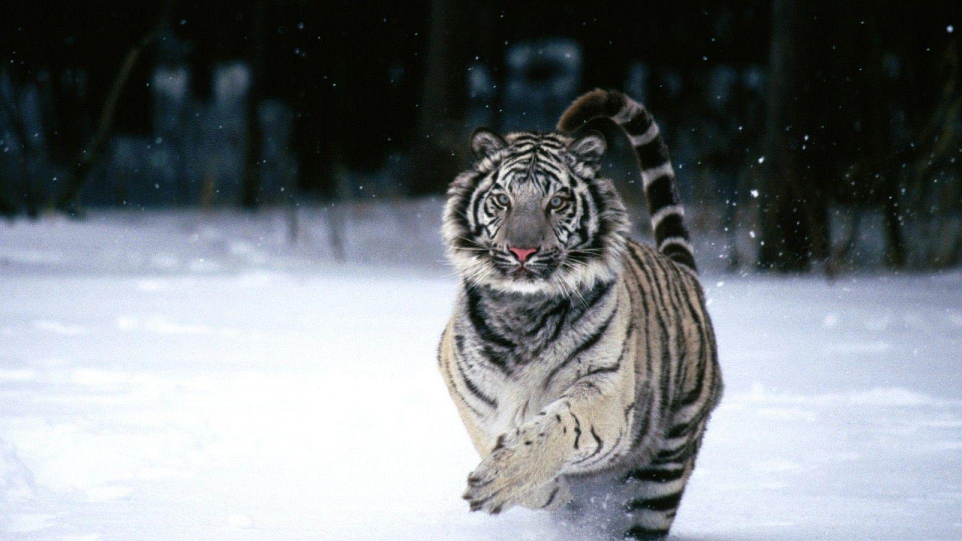 Proud Siberian Tiger HD iPad Wallpaper Tiger pics