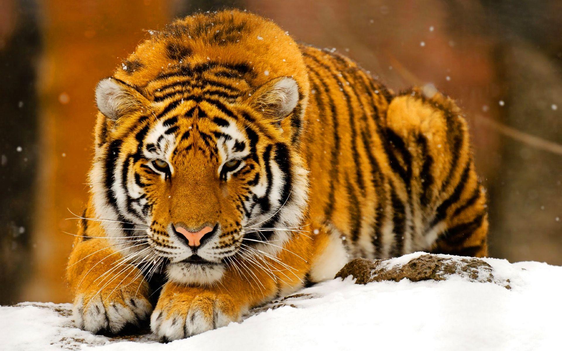orange tiger. orange tiger. Tiger wallpaper, Tigers
