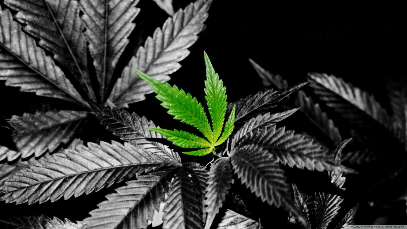 Weed HD Wallpaper In Color ❤ 4K HD Desktop Wallpaper for 4K Ultra