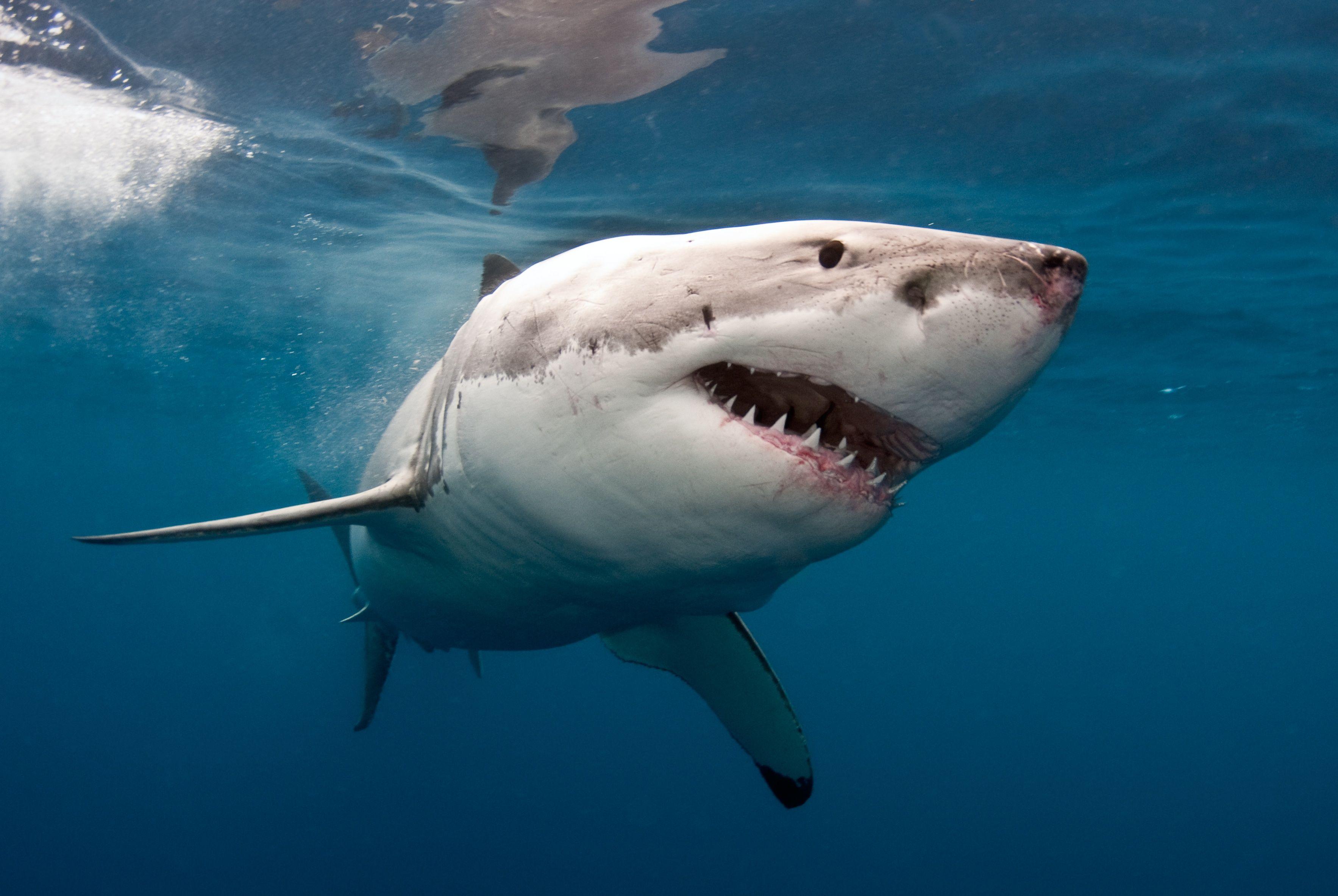 Great White Shark HD Wallpaper and Background Image