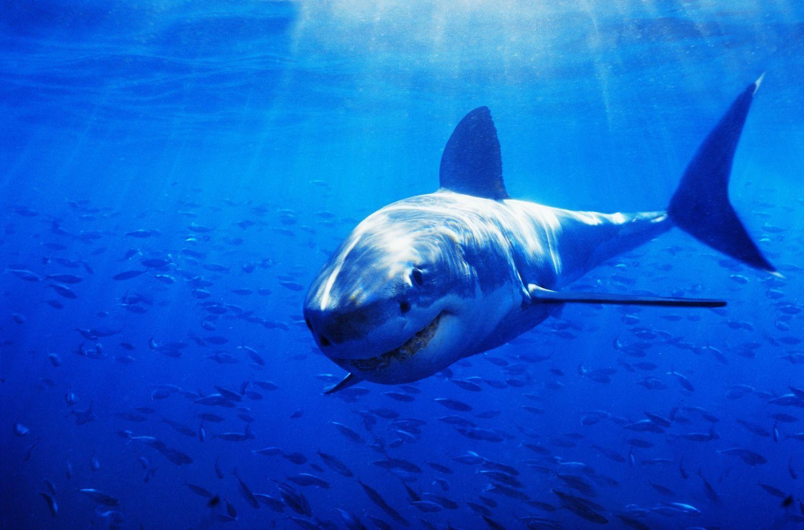 Great White Shark HD Wallpaper. Background