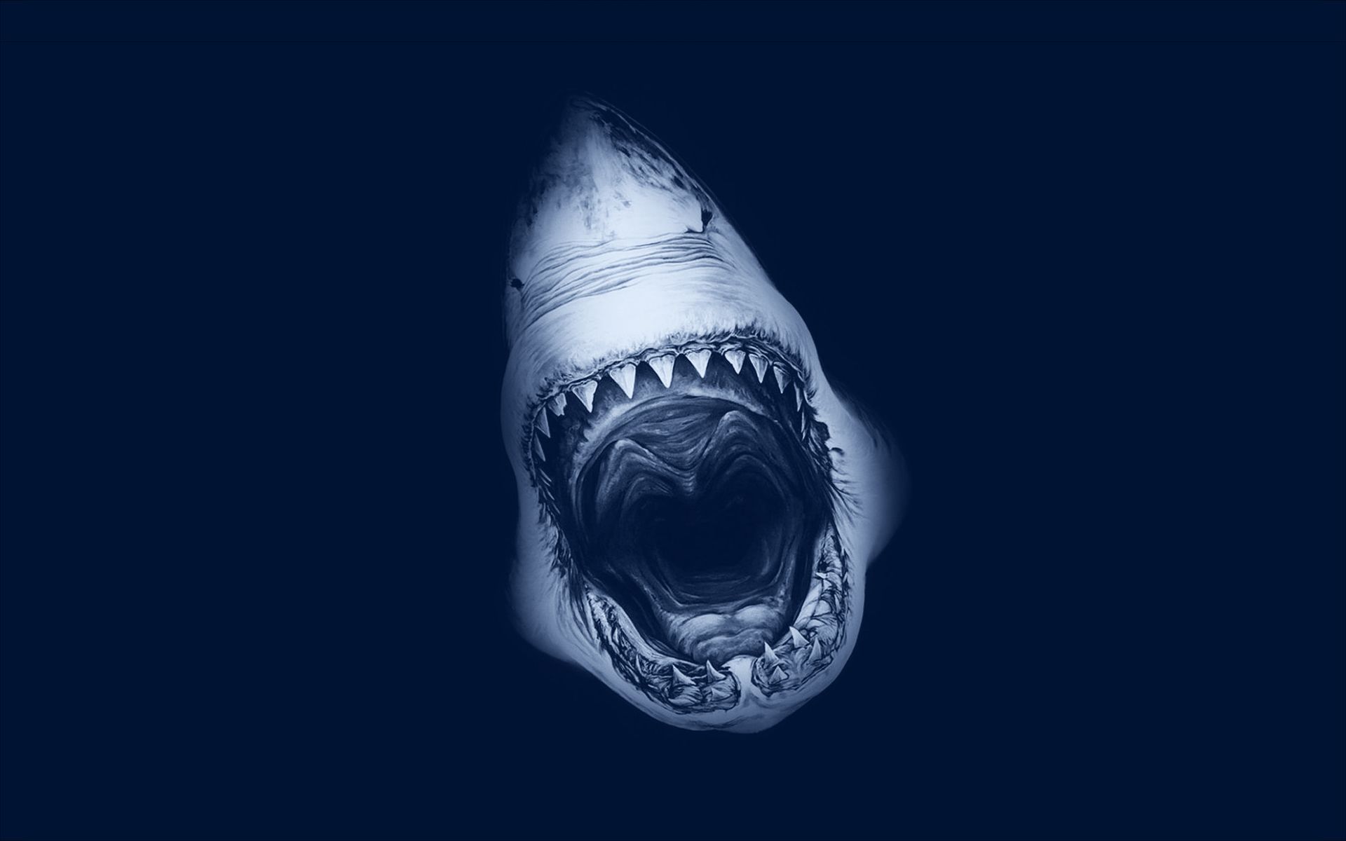 Shark Wallpaper 64 Go Go Away