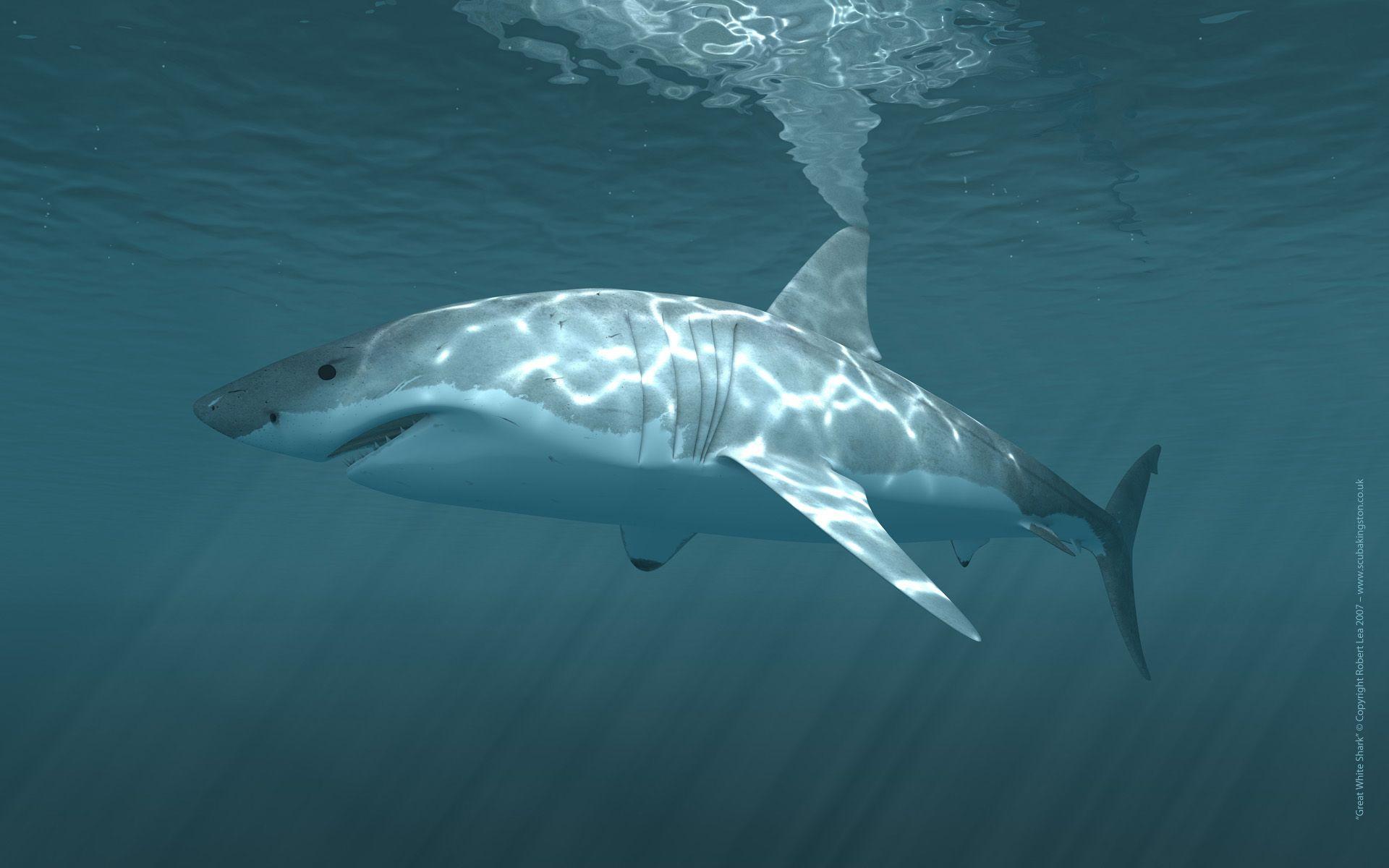 White Shark Wallpaper: Desktop HD Wallpaper Free Image