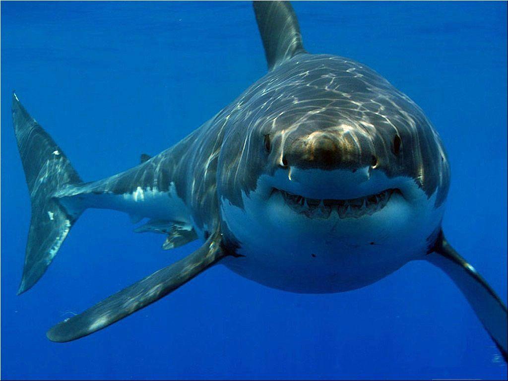 Megalodon Shark Photo HD Wallpaper Free Download