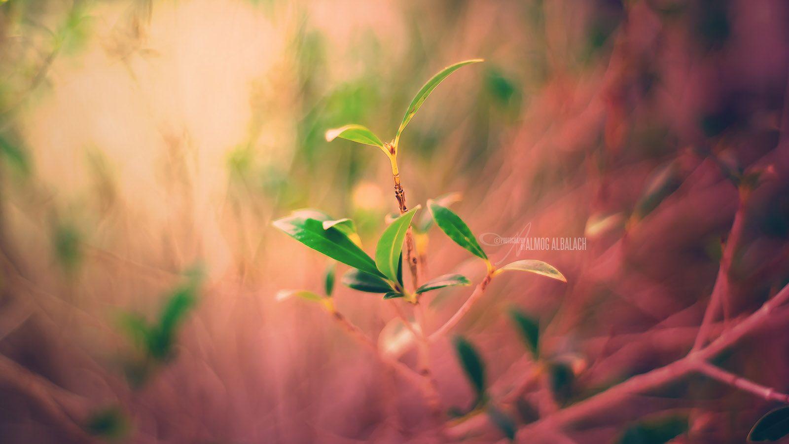 Life Wallpaper Pack 51: Life Wallpaper, 32 Life Pics Collection