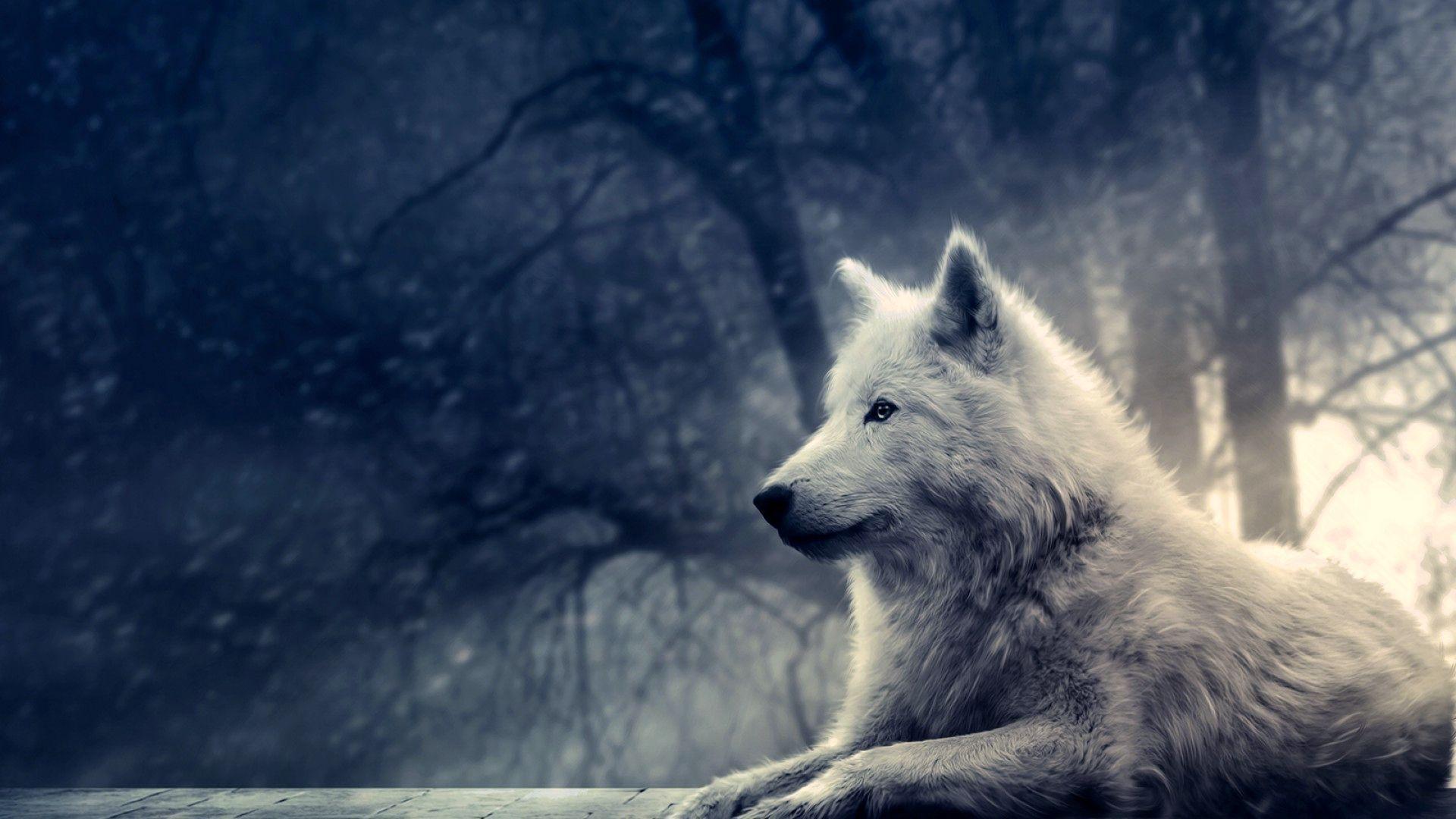 Lobos Wallpapers - Wallpaper Cave