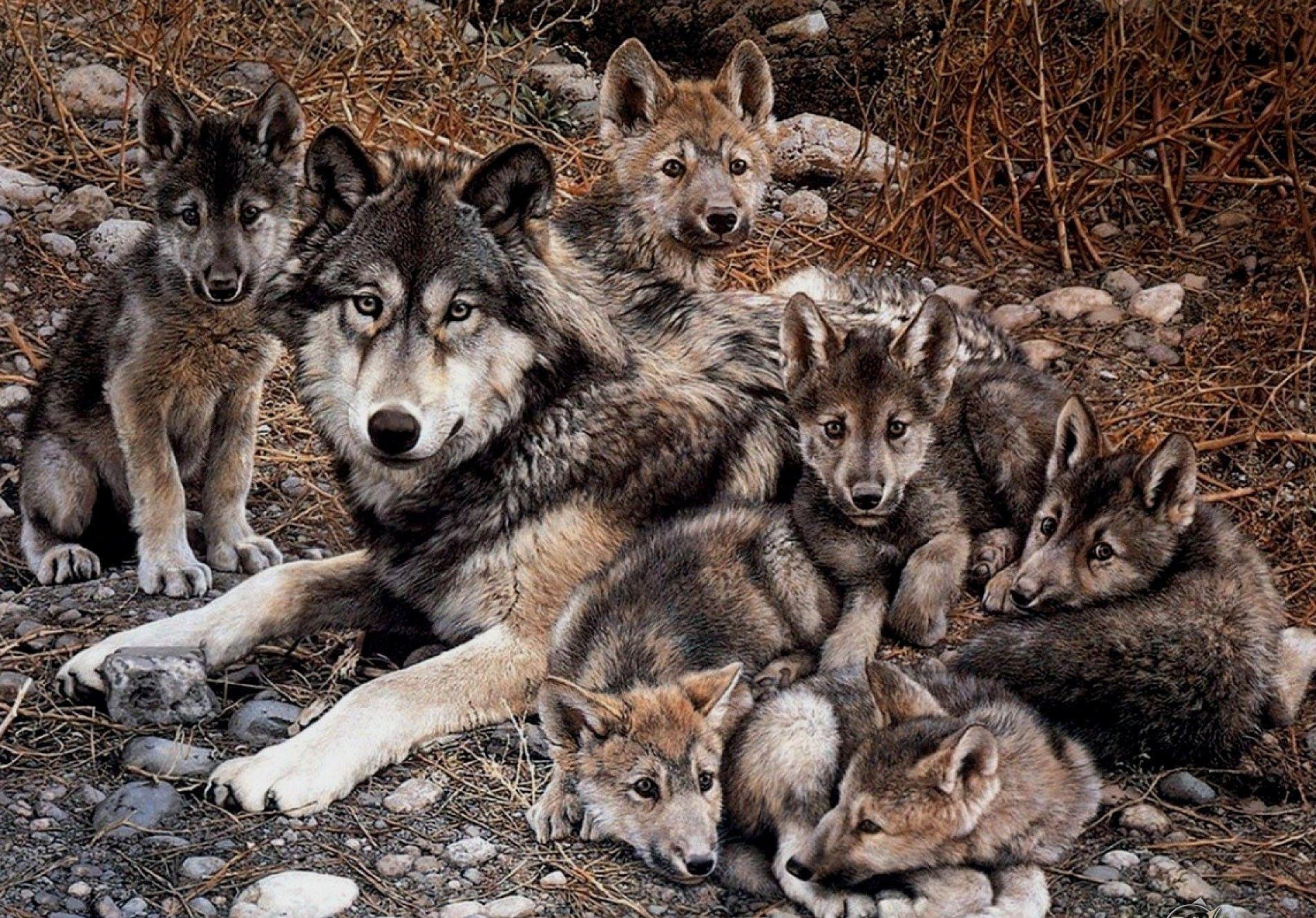 Dog: Wolf Wolves Small Lobos Family Doberman Dog Wallpaper