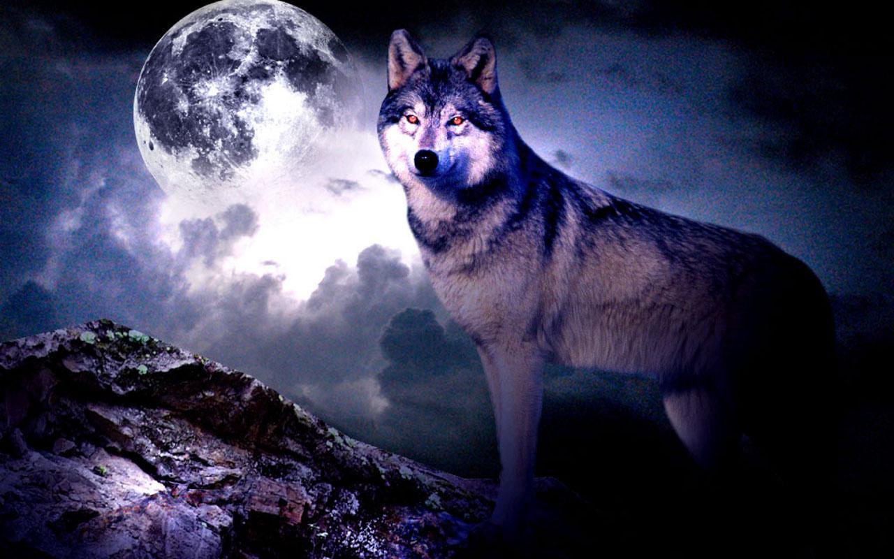 Wolf Wallpaper Free Download Gallery (77 Plus)