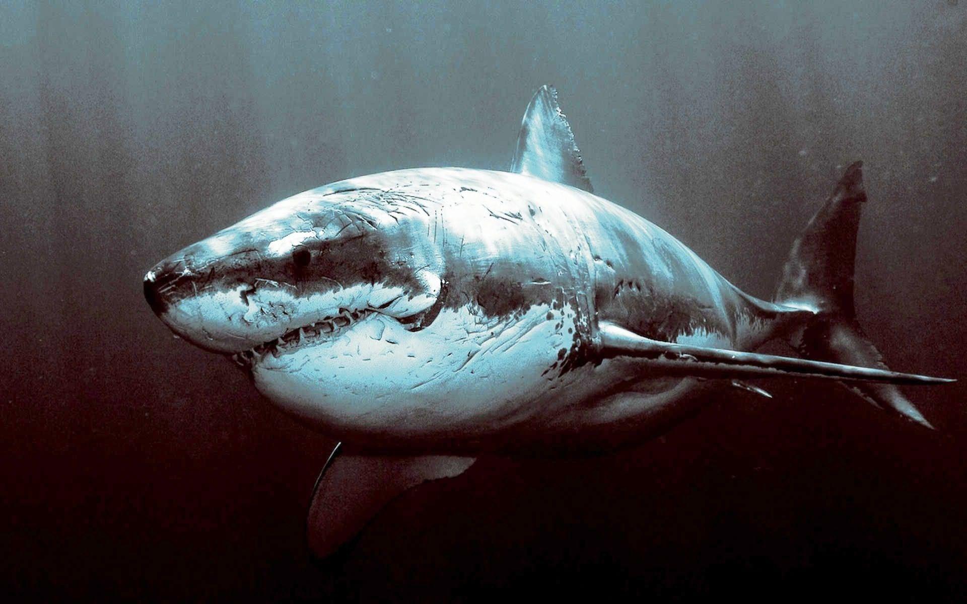 Amazing Trending Wallpaper: 2017