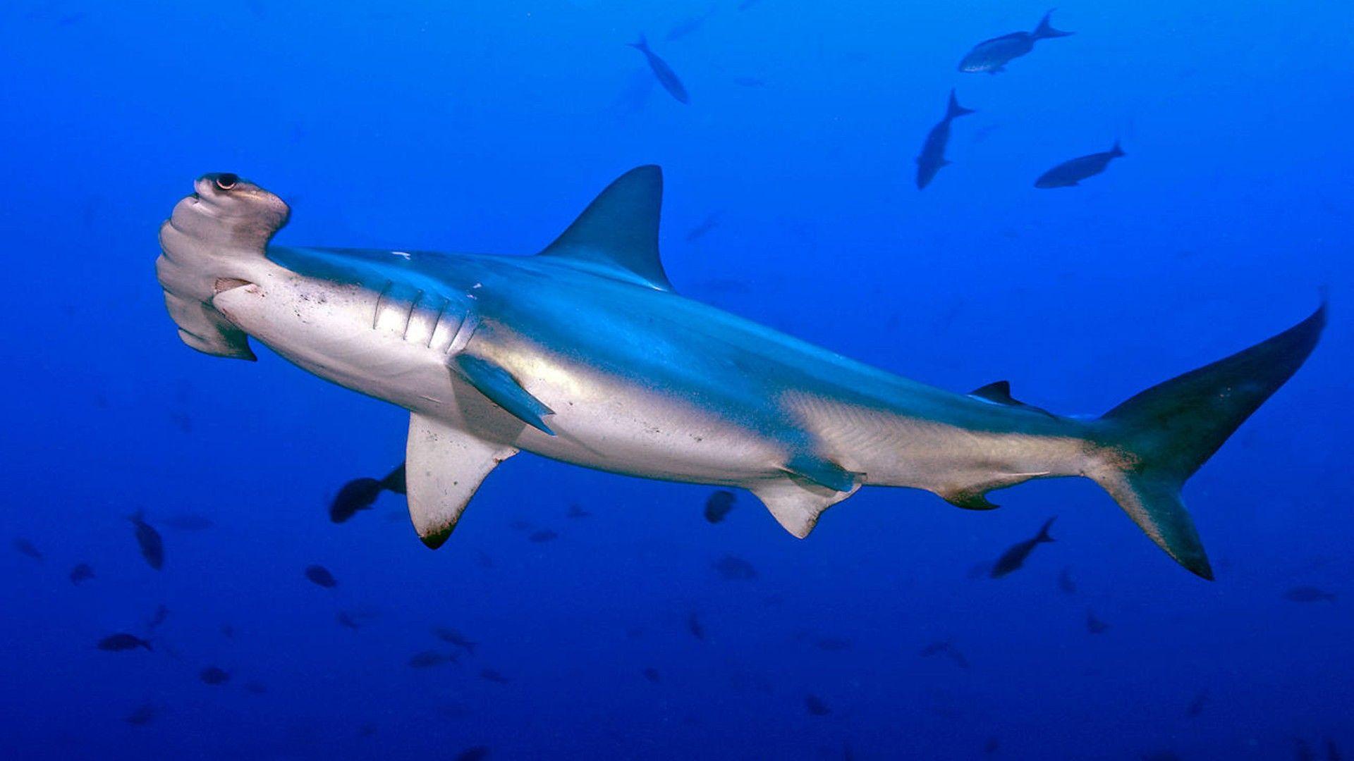 Hammerhead Shark HD Wallpaper For Laptop Widescreen Free Download