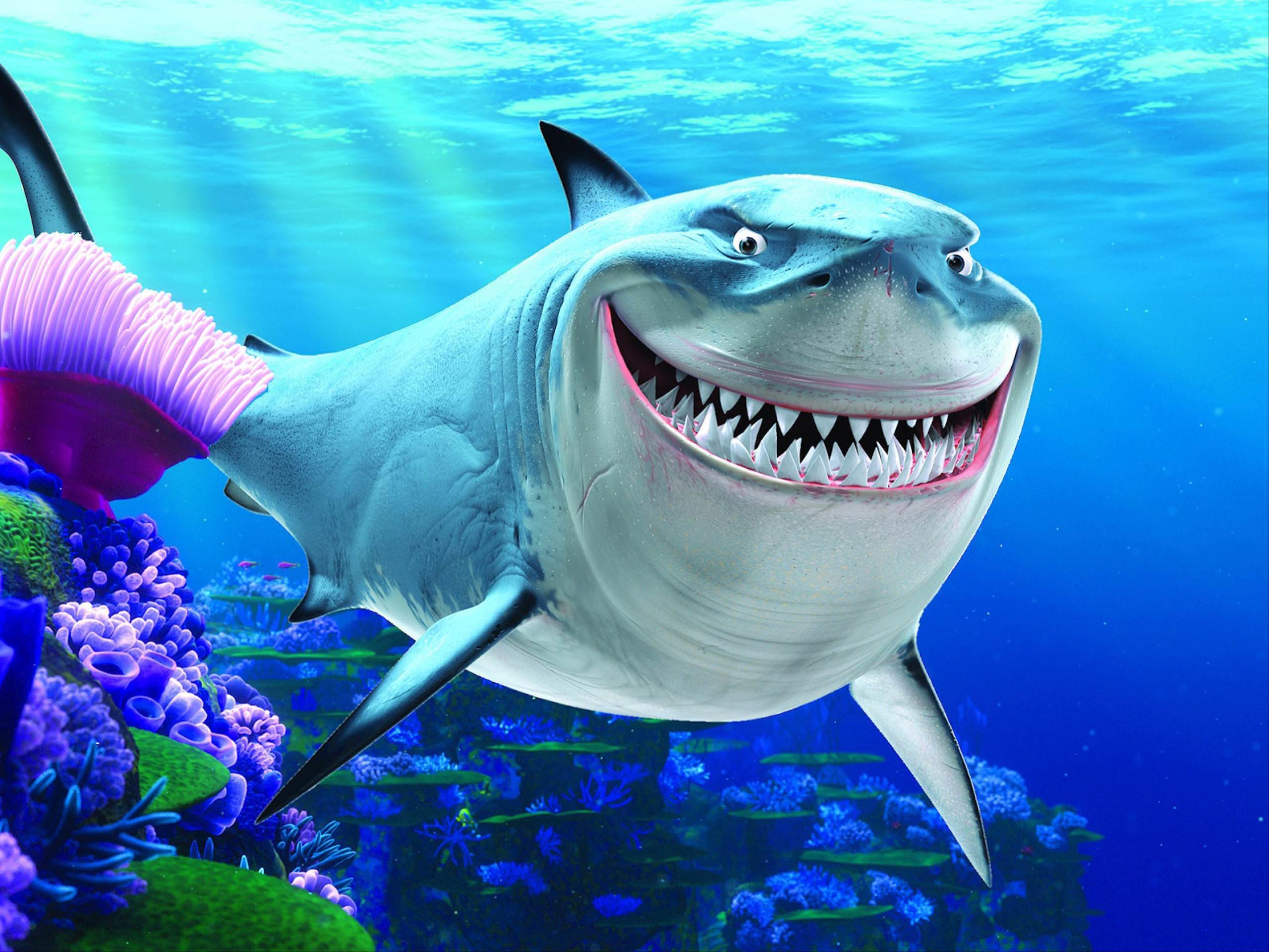 Finding Nemo Shark HD Wallpaper Definition Wallpaper
