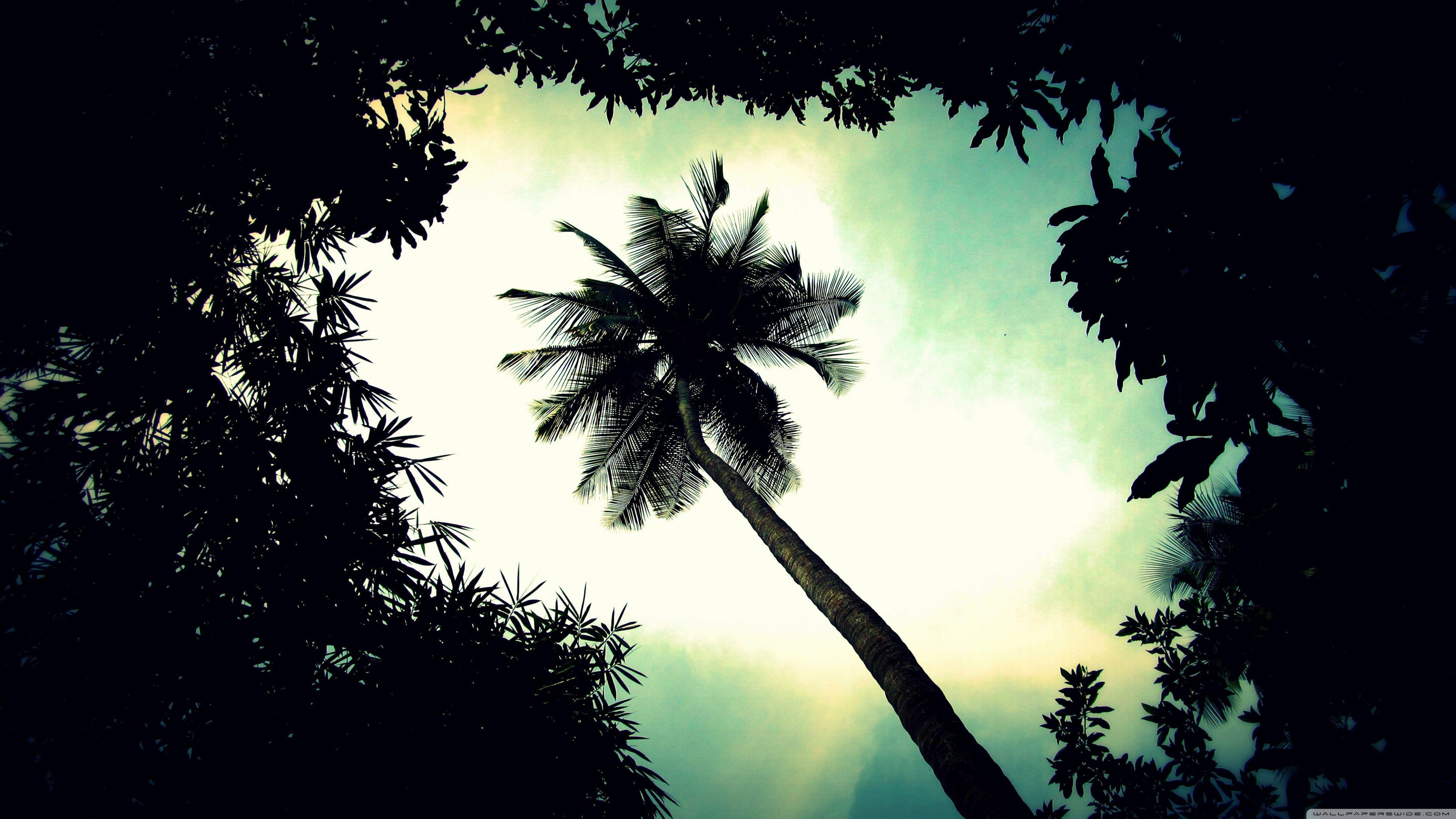 Palm Tree Top ❤ 4K HD Desktop Wallpaper for 4K Ultra HD TV • Wide