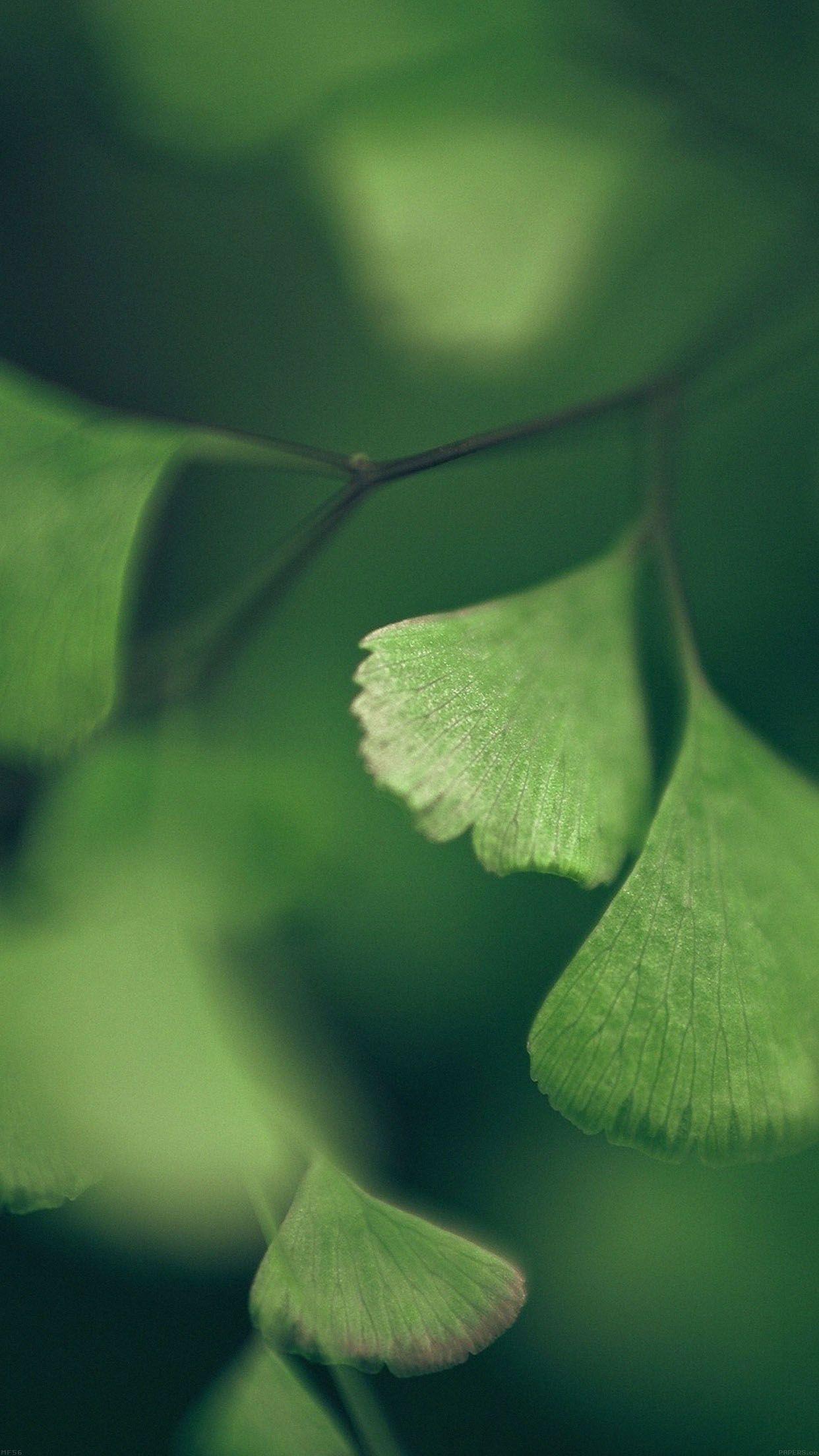 Good Luck Clovers Leaf Nature Android wallpaper HD wallpaper
