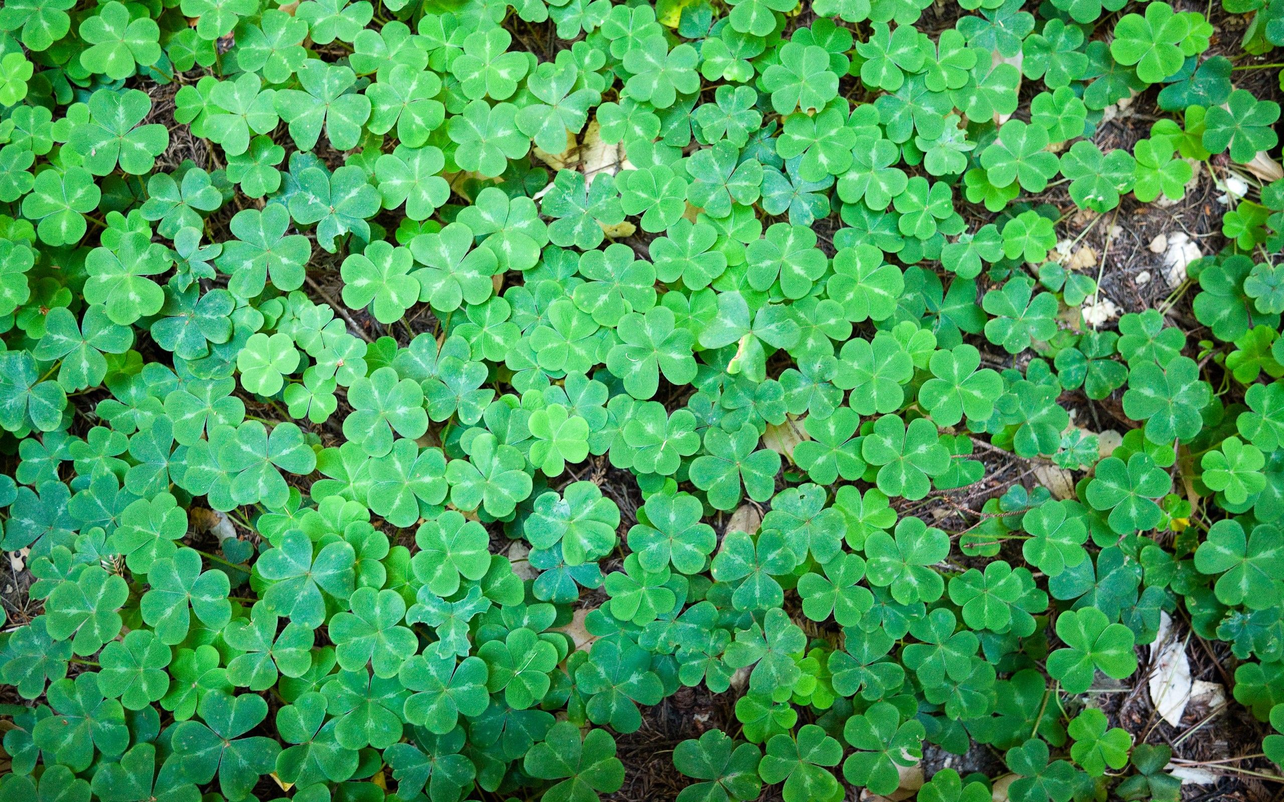 Field: Field Clover Luck Green Clovers Background Picture for HD 16