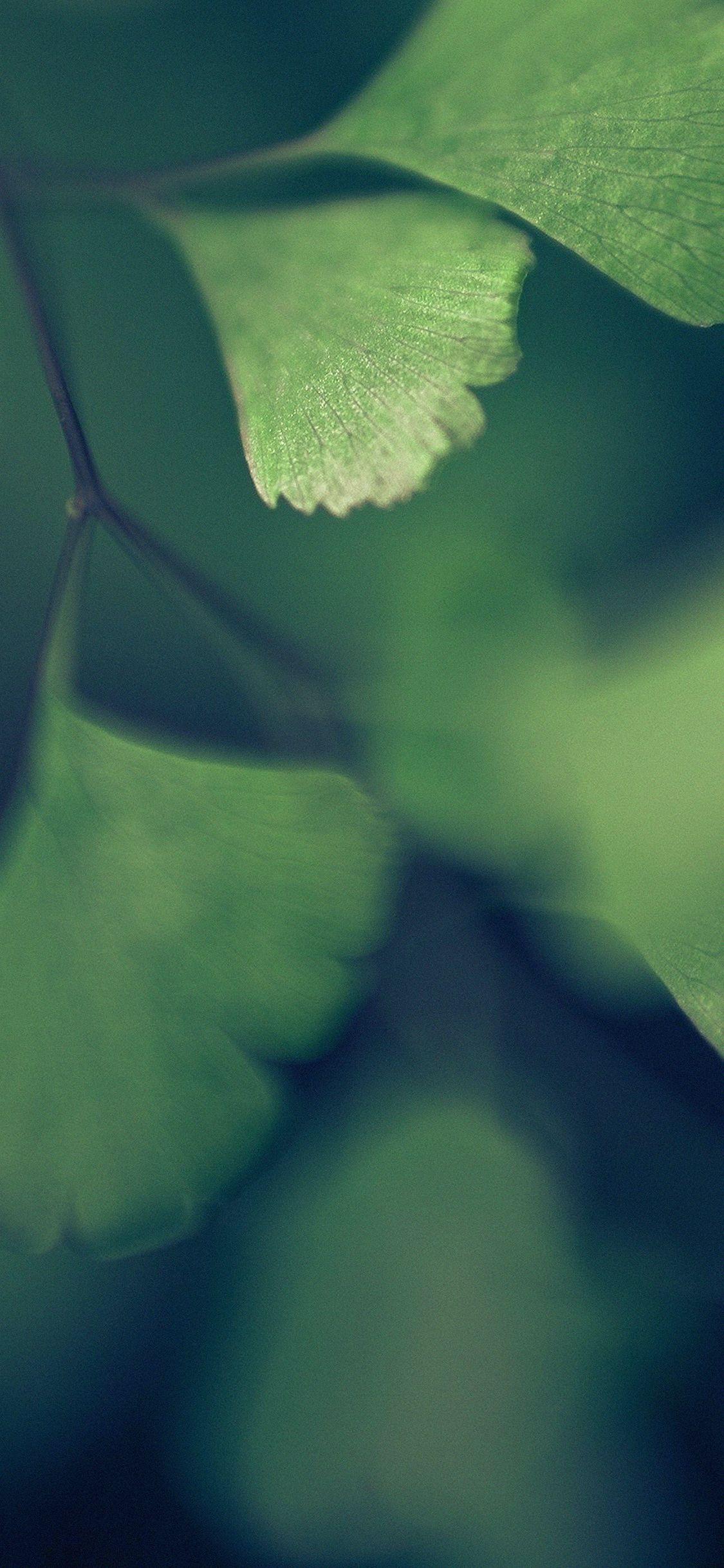 iPhonePapers luck blue clovers leaf nature