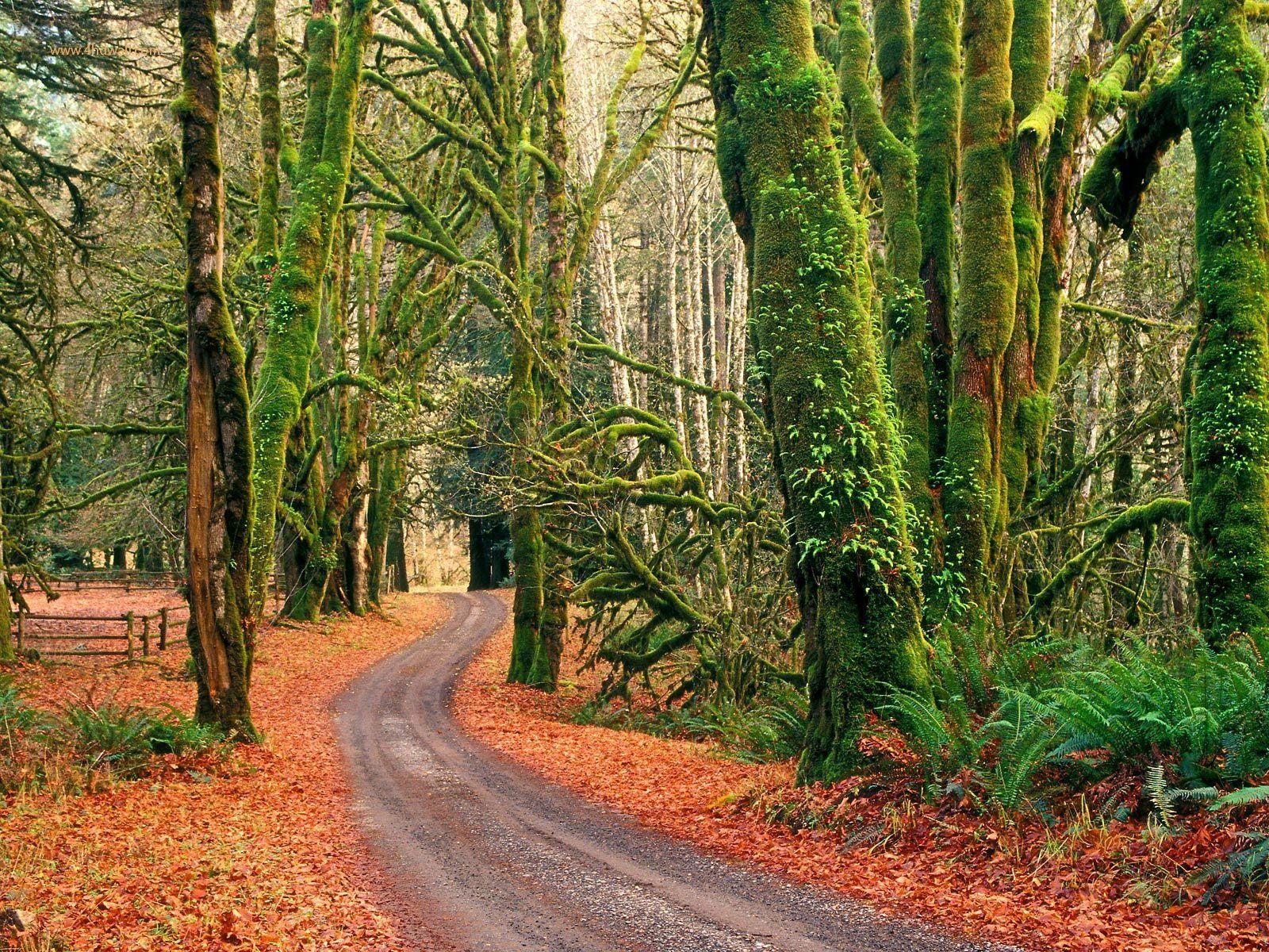 Top Beautiful Nature Wallpaper Image Photo Pics And Picture Free