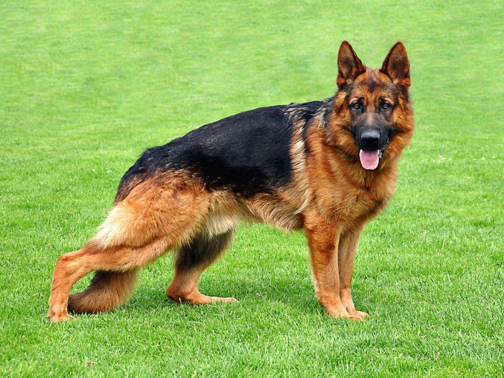 Desktop Of Widescreen German Shepherd Dog Best HD Wallapers For With