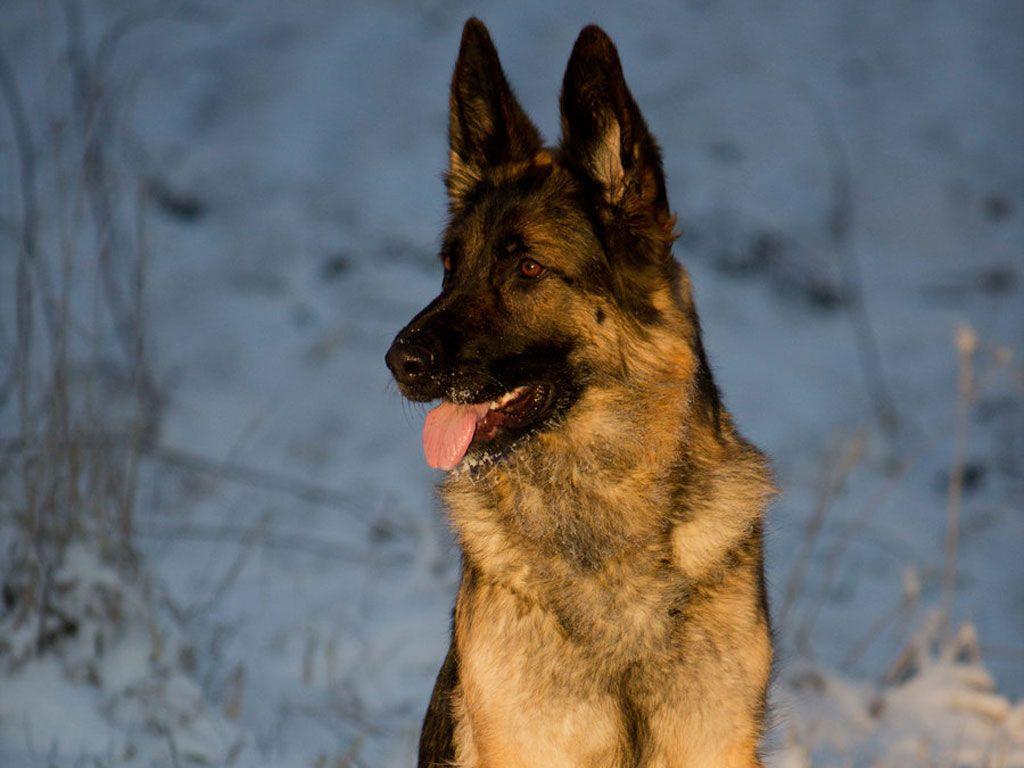 Tasty tidbits: the german shepherd's unique guarding and tracking