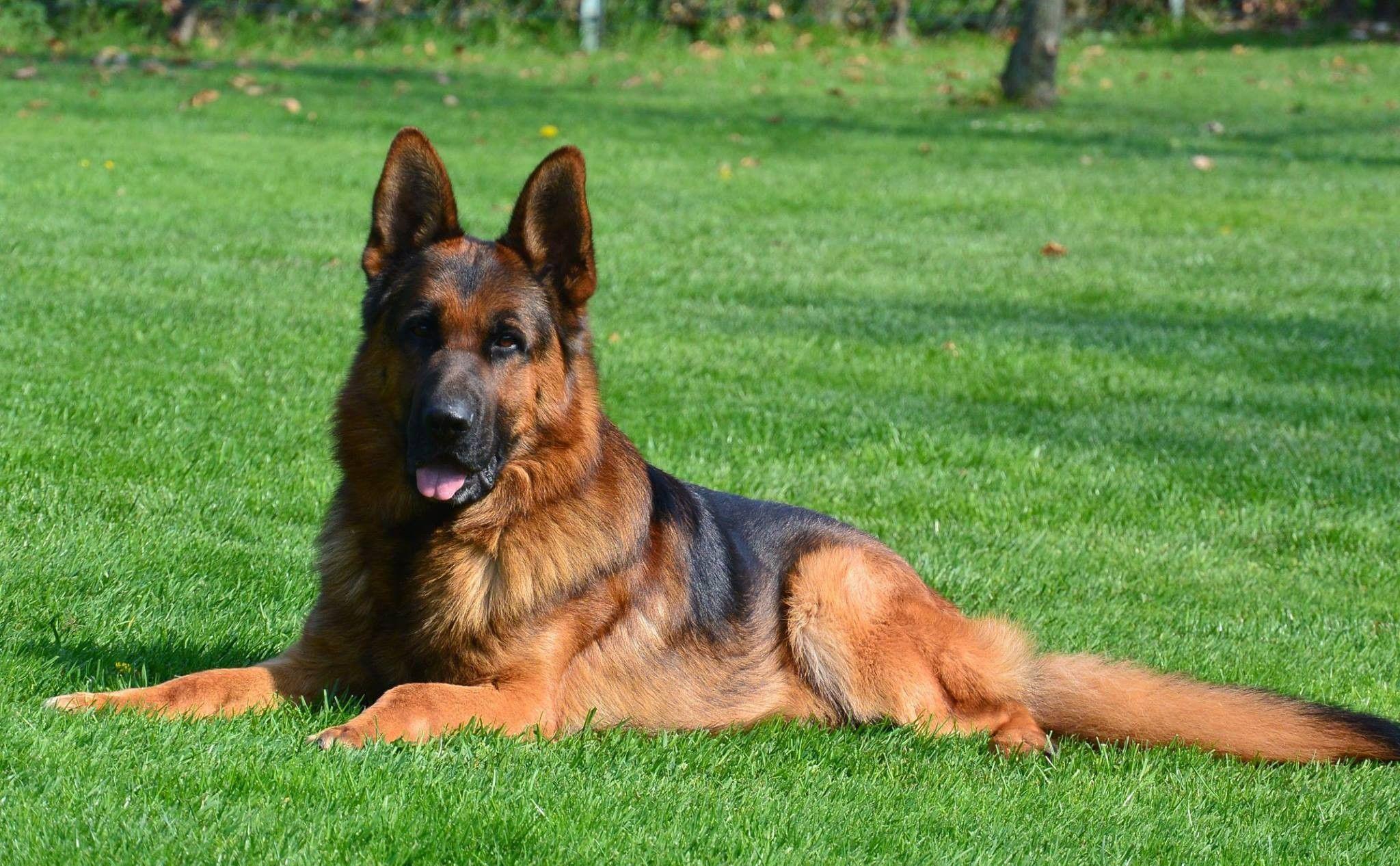 Dogs: Police Dog Shepherd German Red Wallpaper Live HD 16:9 High