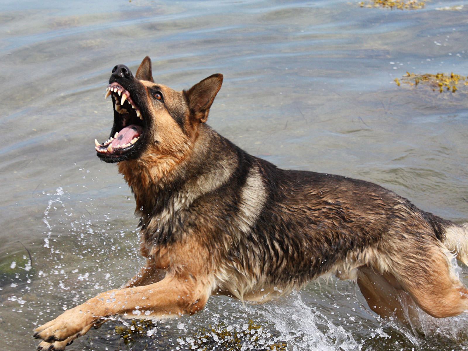 German shepherd wallpaper animal wallpaper 4852